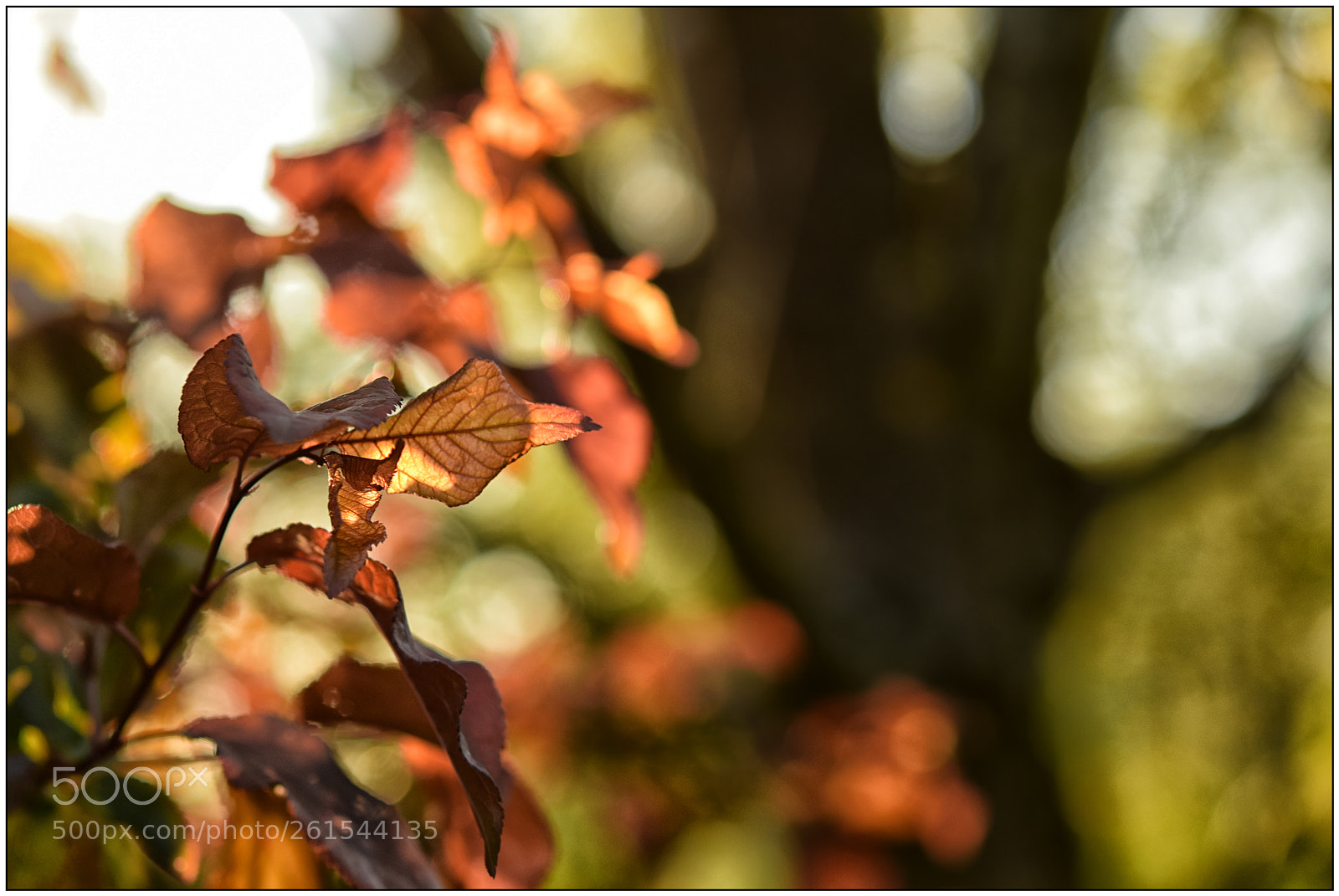 Nikon D3300 sample photo. The painting of light photography