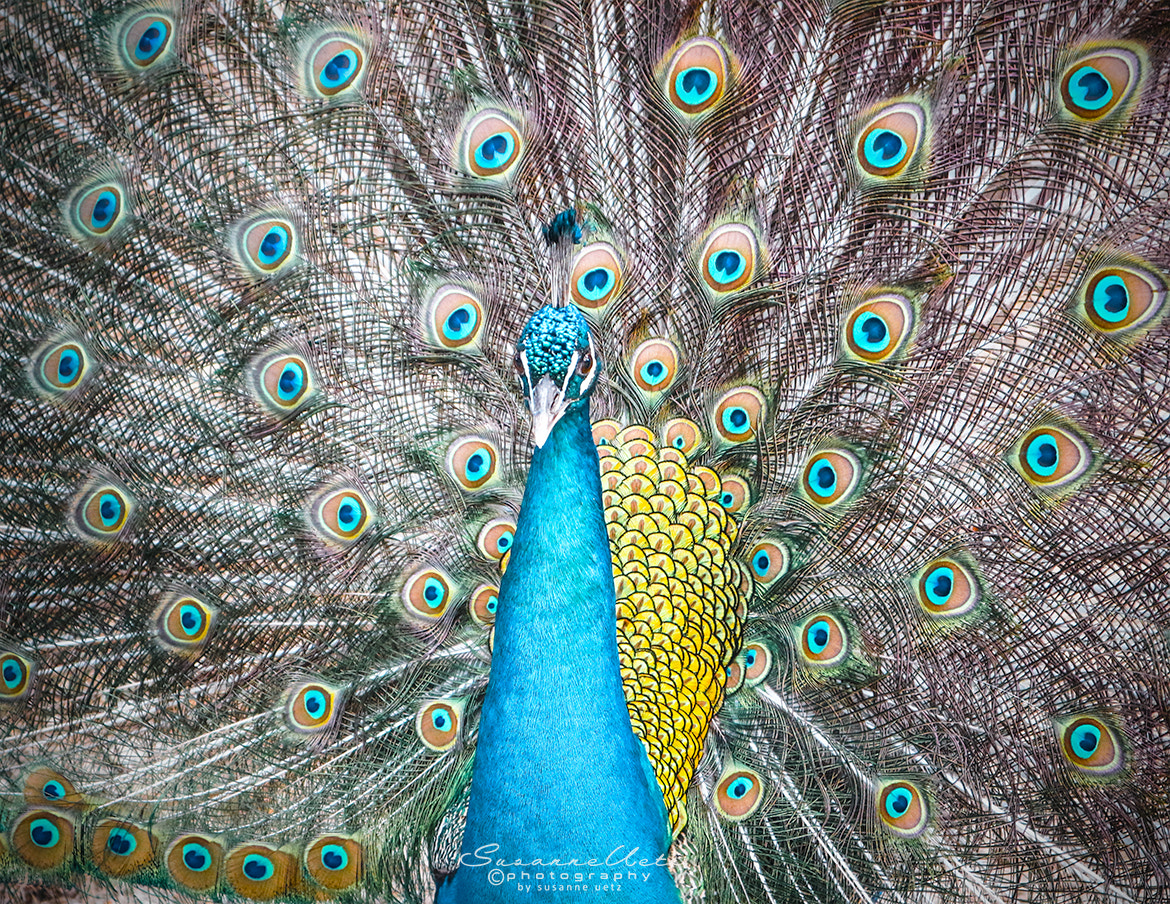 Canon EOS M10 sample photo. Peacock photography