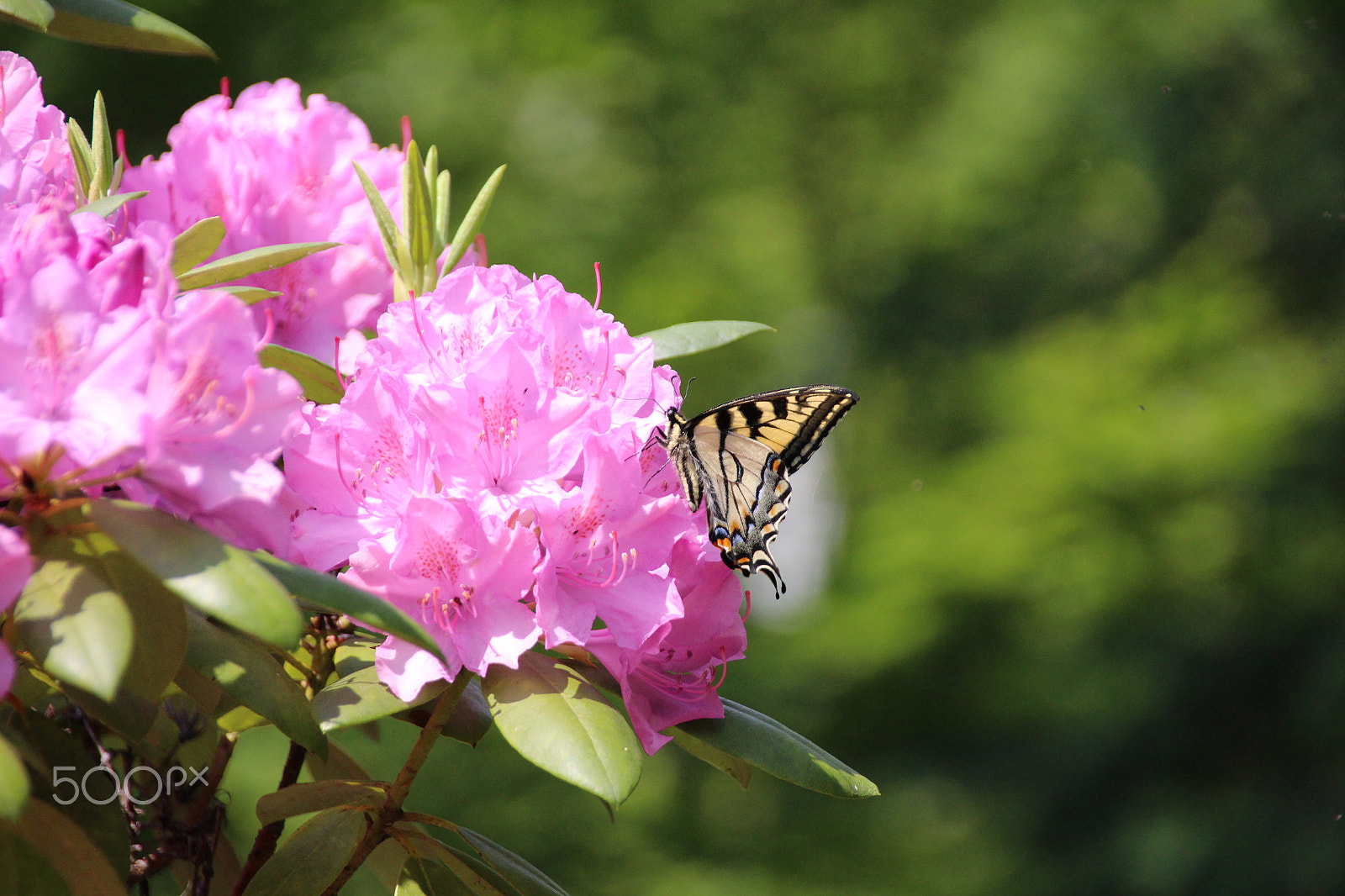 Canon EOS 650D (EOS Rebel T4i / EOS Kiss X6i) sample photo. Butterfly feeding photography