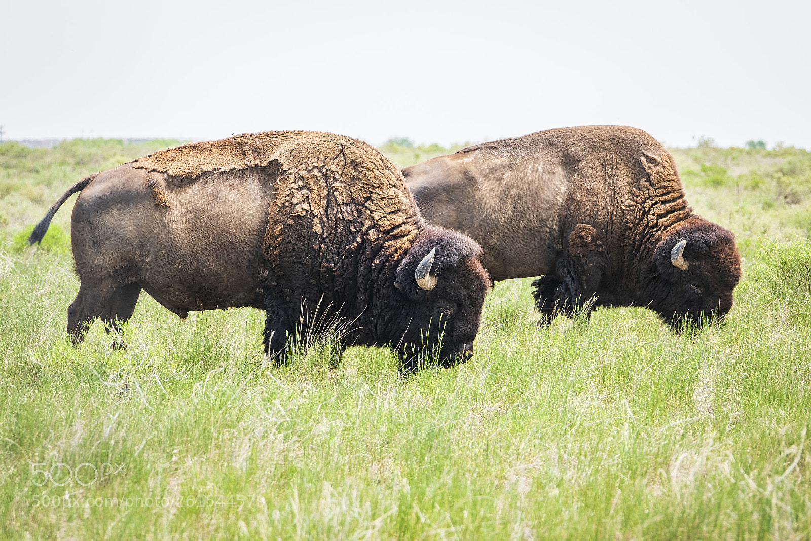 Sony a7R III sample photo. Brother bison photography
