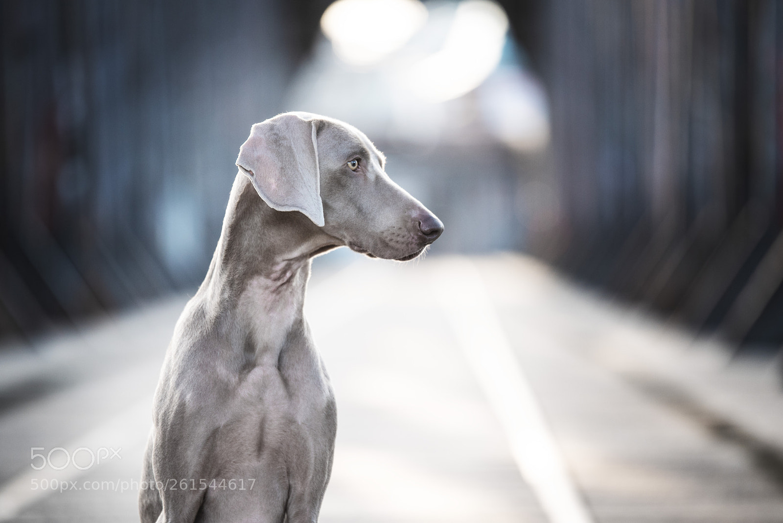 Nikon D750 sample photo. Urban doglife photography