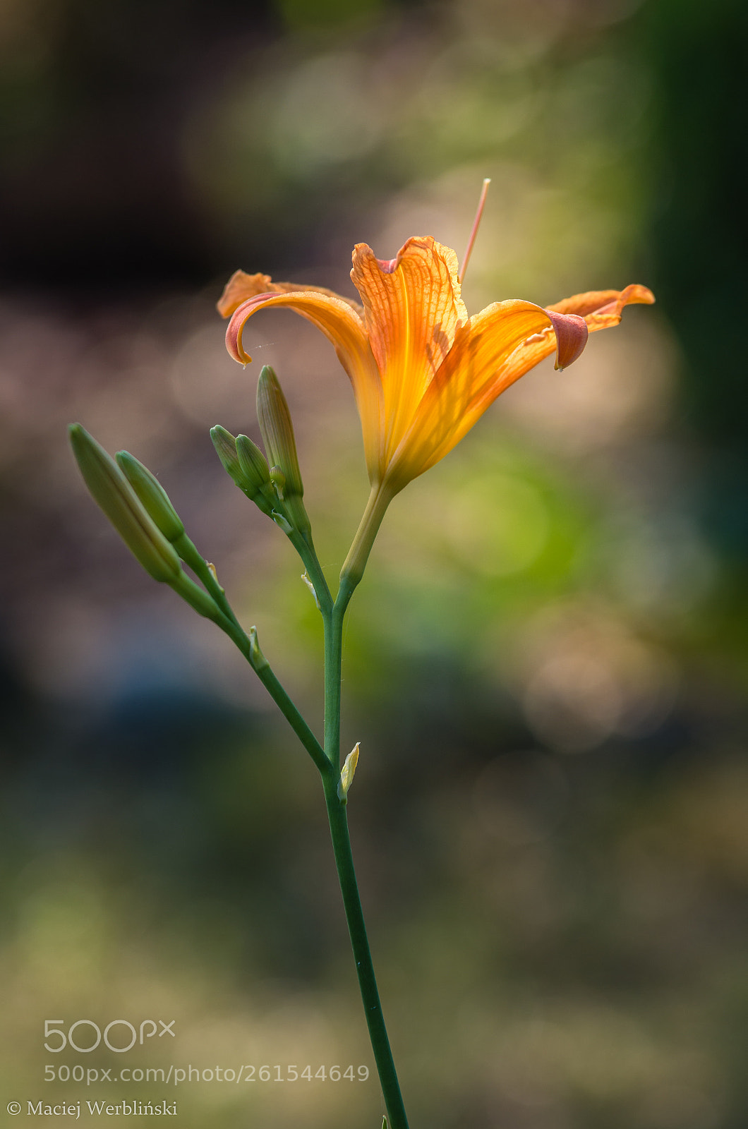 Pentax K-50 sample photo. Met in the garden photography