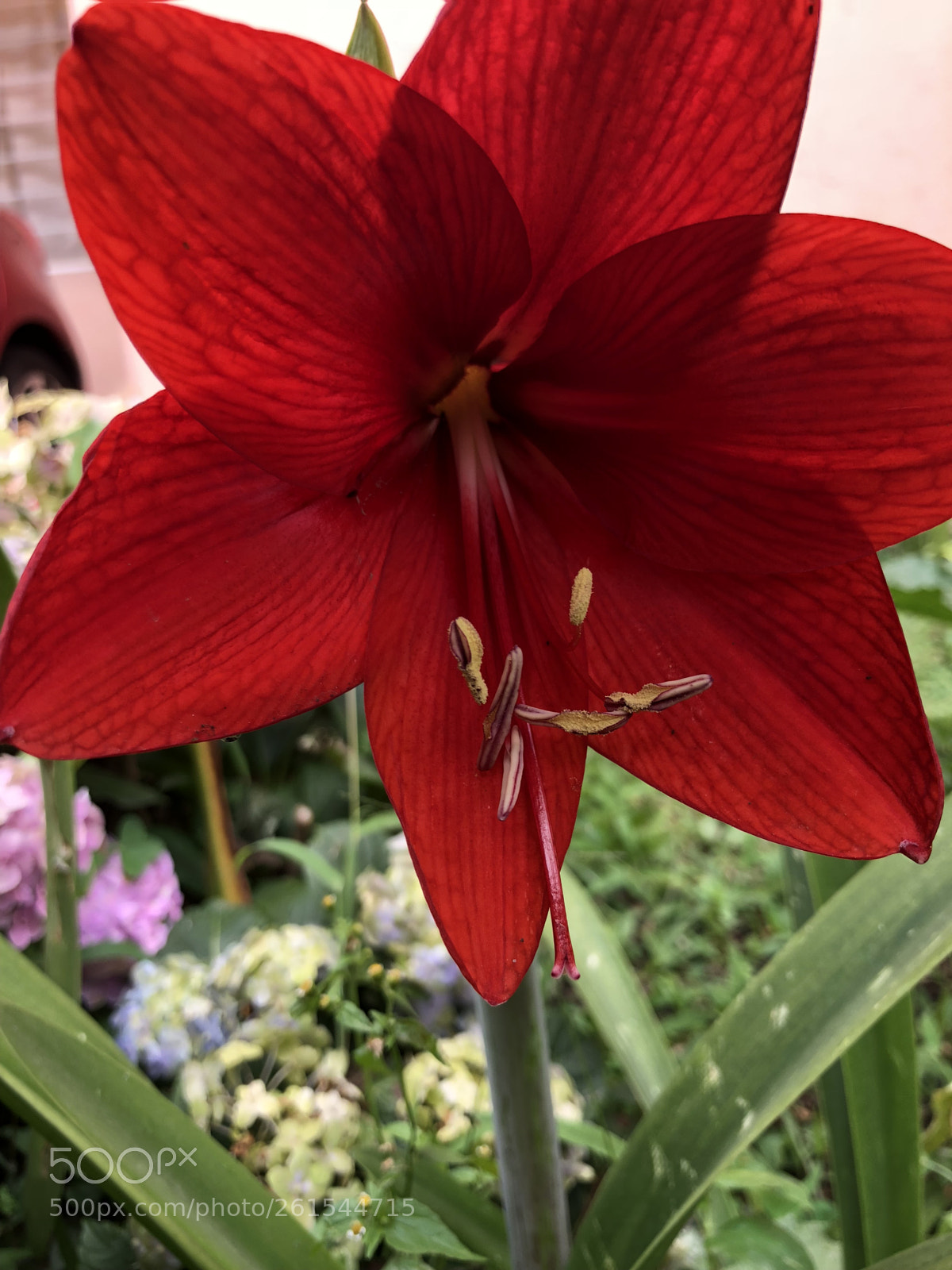 Apple iPhone 8 Plus sample photo. Azucena! photography