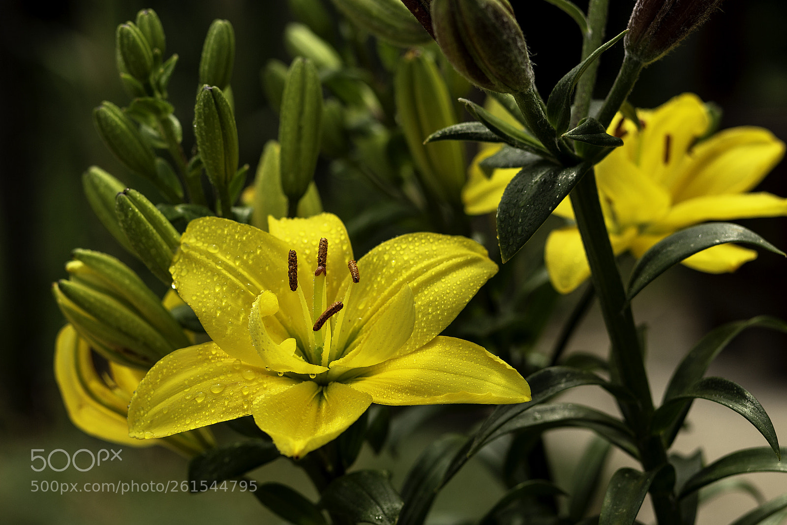 Canon EOS 6D sample photo. Lilium photography