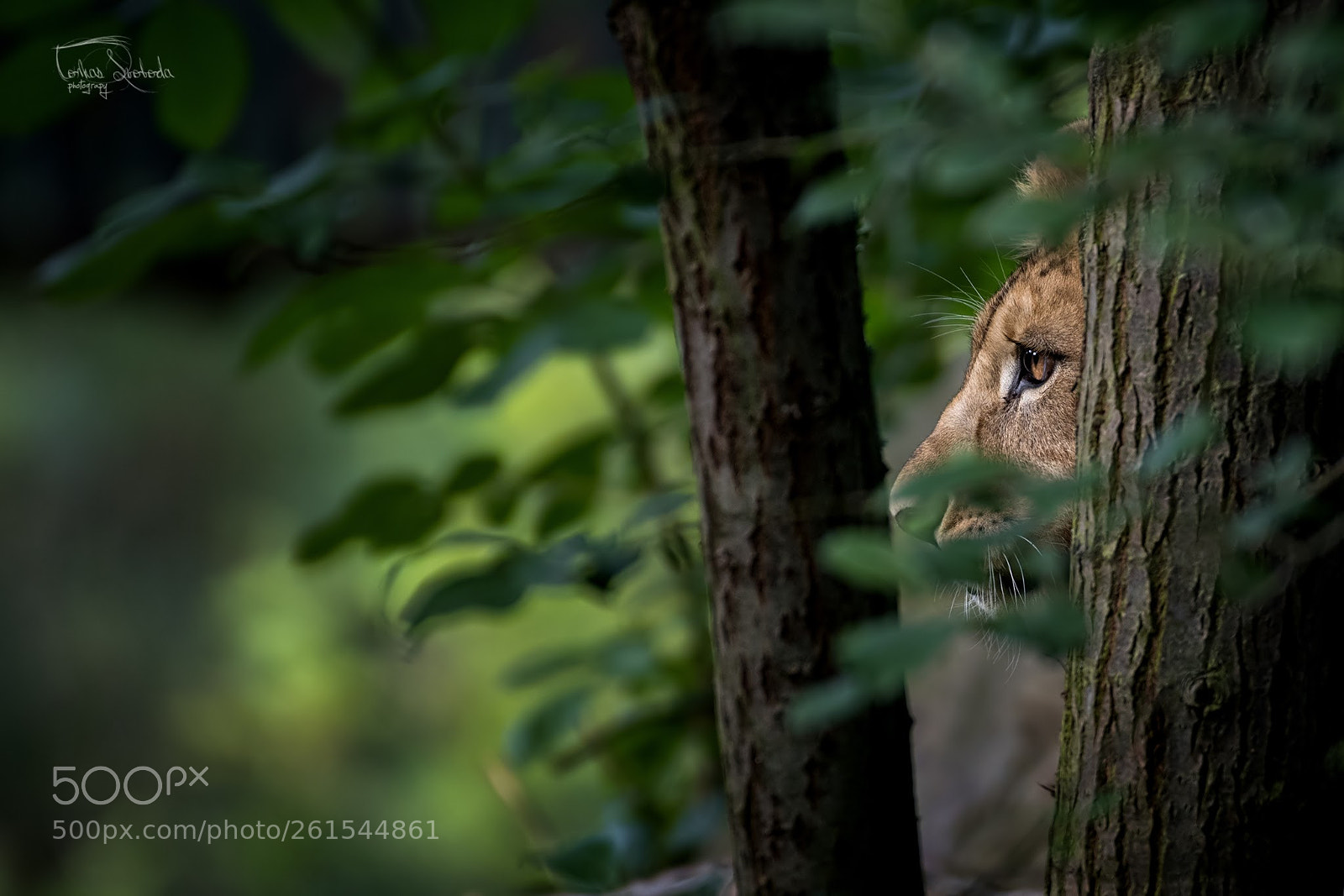 Nikon D750 sample photo. The barbary lion panthera photography