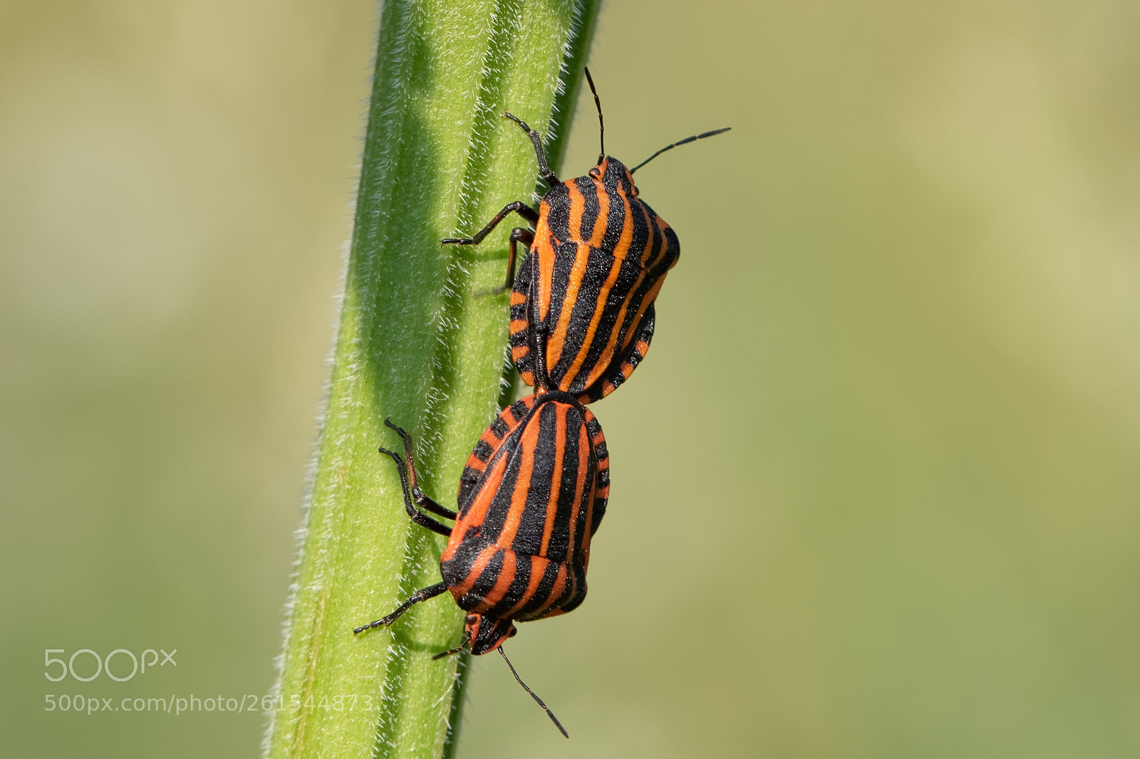 Canon EOS 7D Mark II sample photo. Mating bugs photography