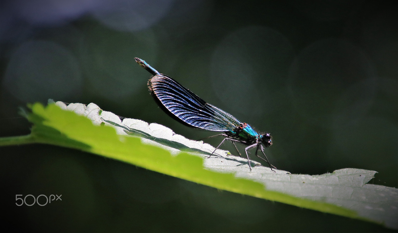 Canon EOS 760D (EOS Rebel T6s / EOS 8000D) sample photo. Damselfly photography