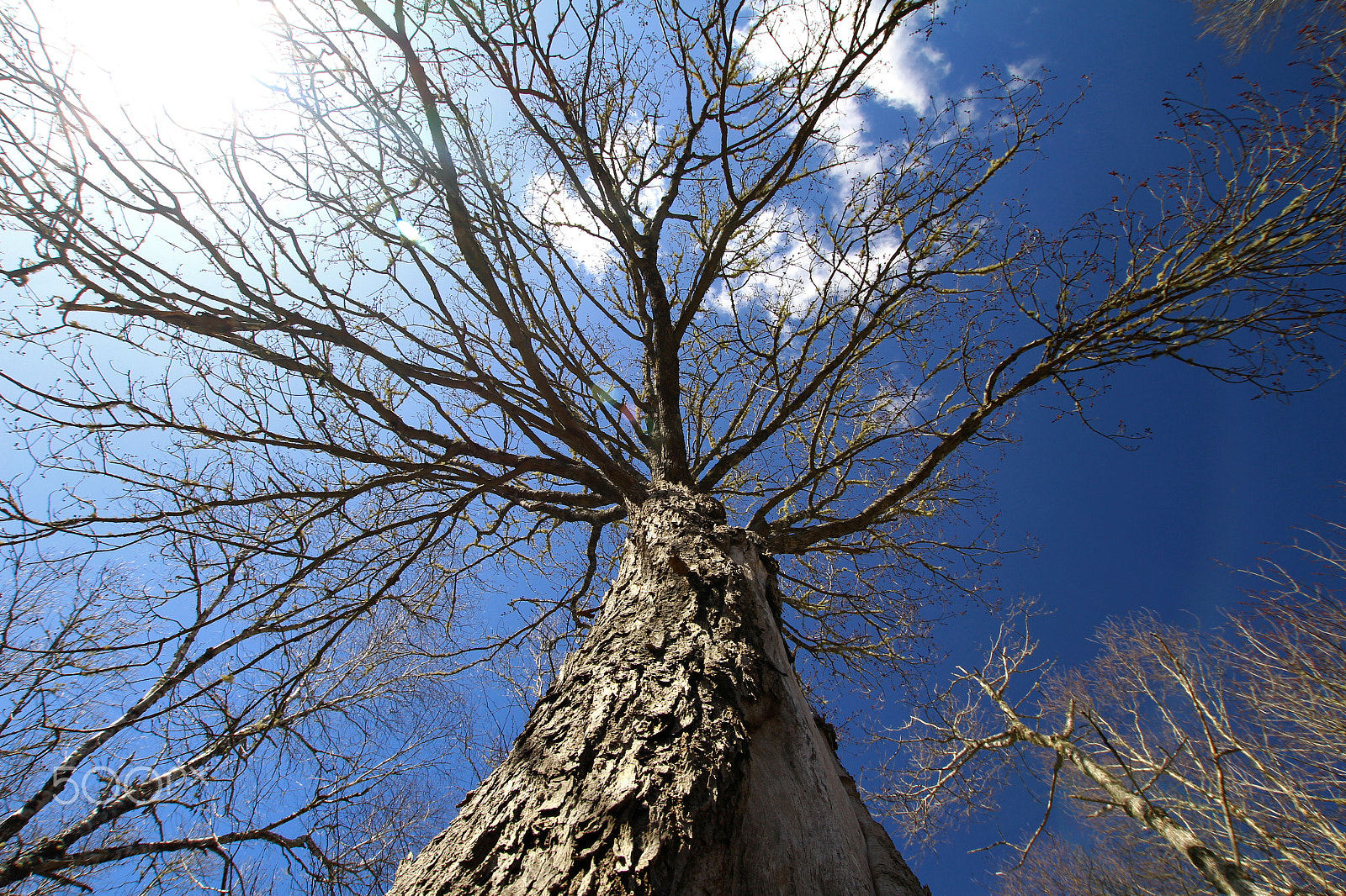 Canon EOS 650D (EOS Rebel T4i / EOS Kiss X6i) sample photo. Looking up tree photography