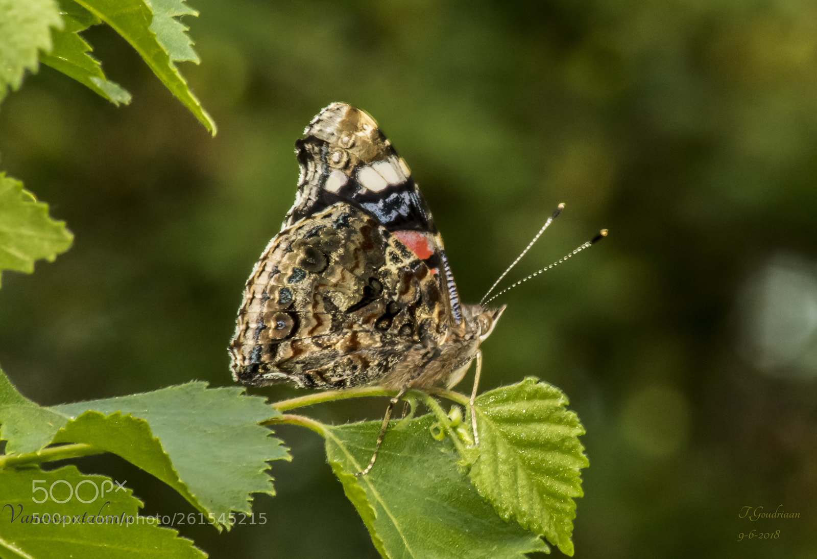Nikon D5300 sample photo. Butterfly (vanessa atalanta) photography