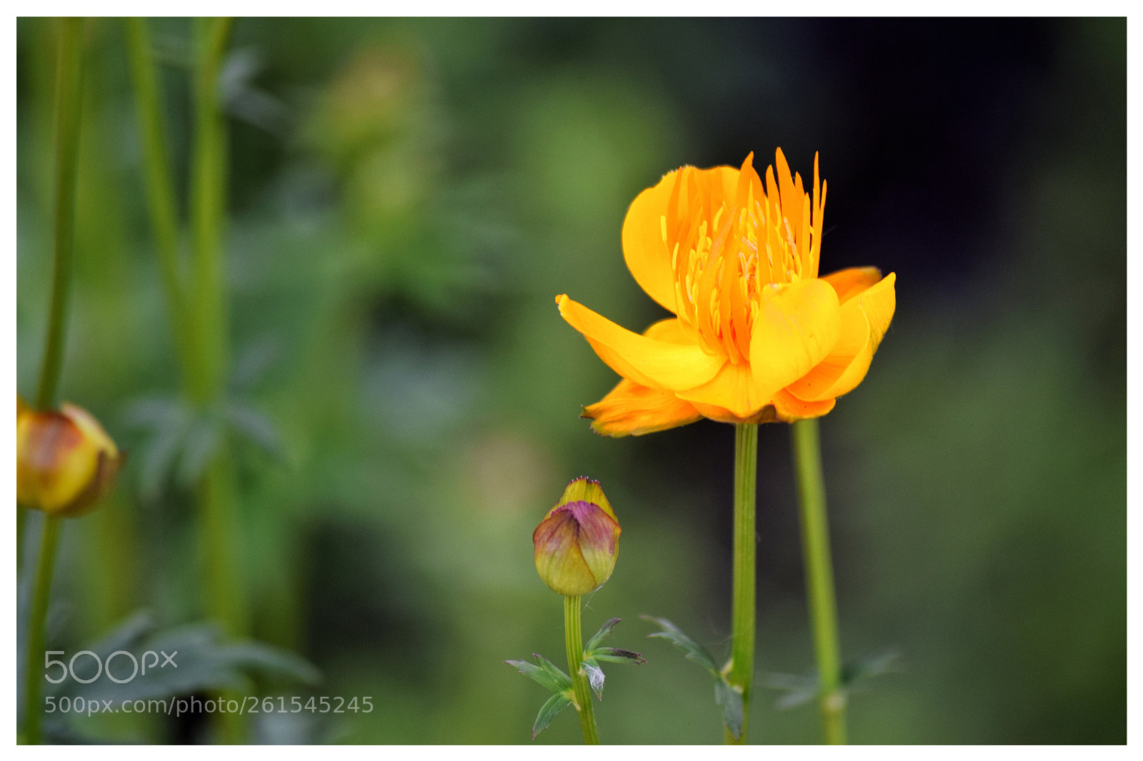 Nikon D3300 sample photo. Flower photography