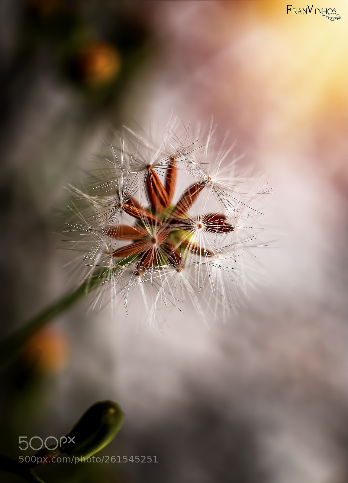 Canon EOS 70D sample photo. Untitled photography