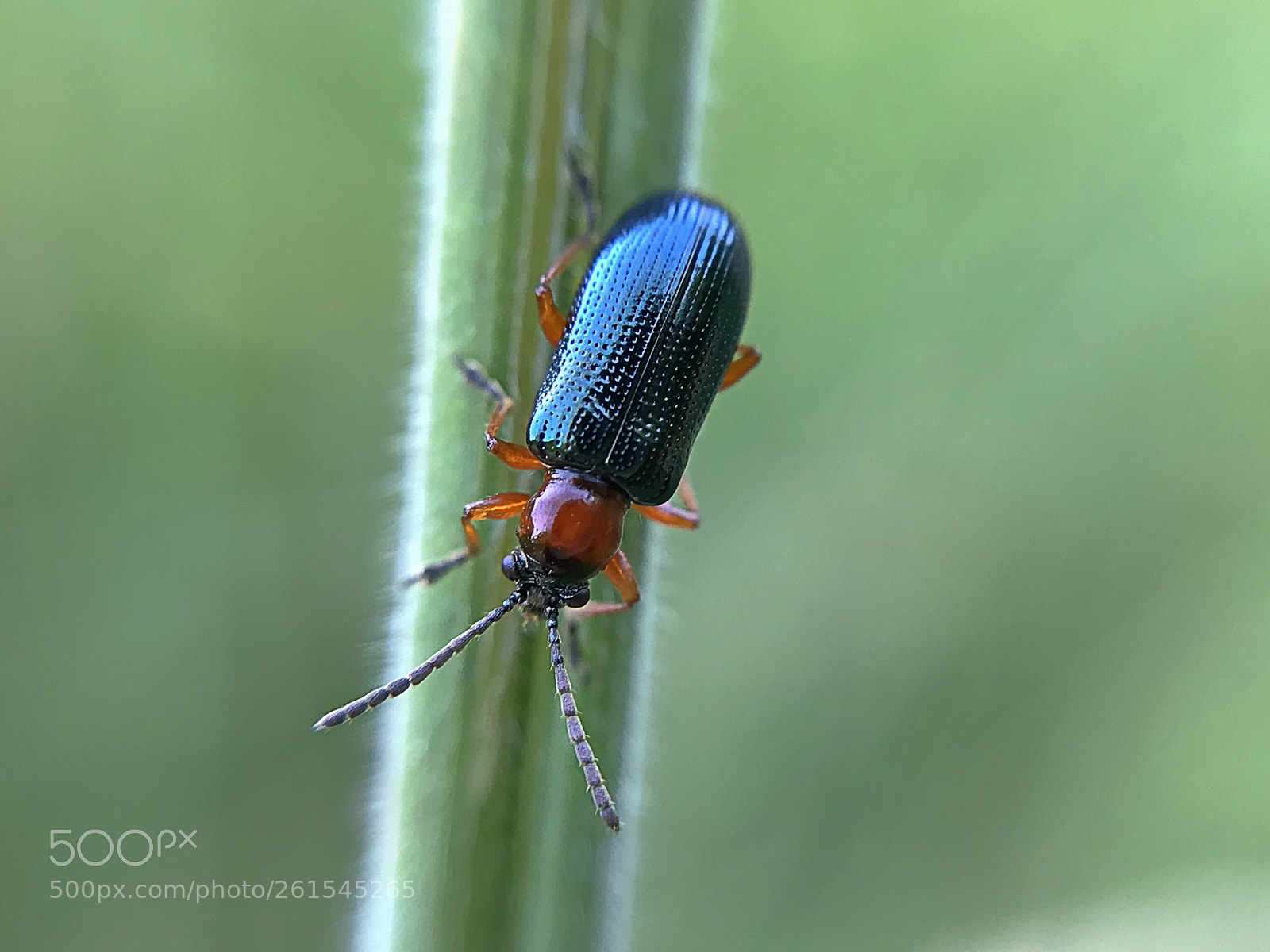 Apple iPhone 7 Plus sample photo. Leaf beetle photography