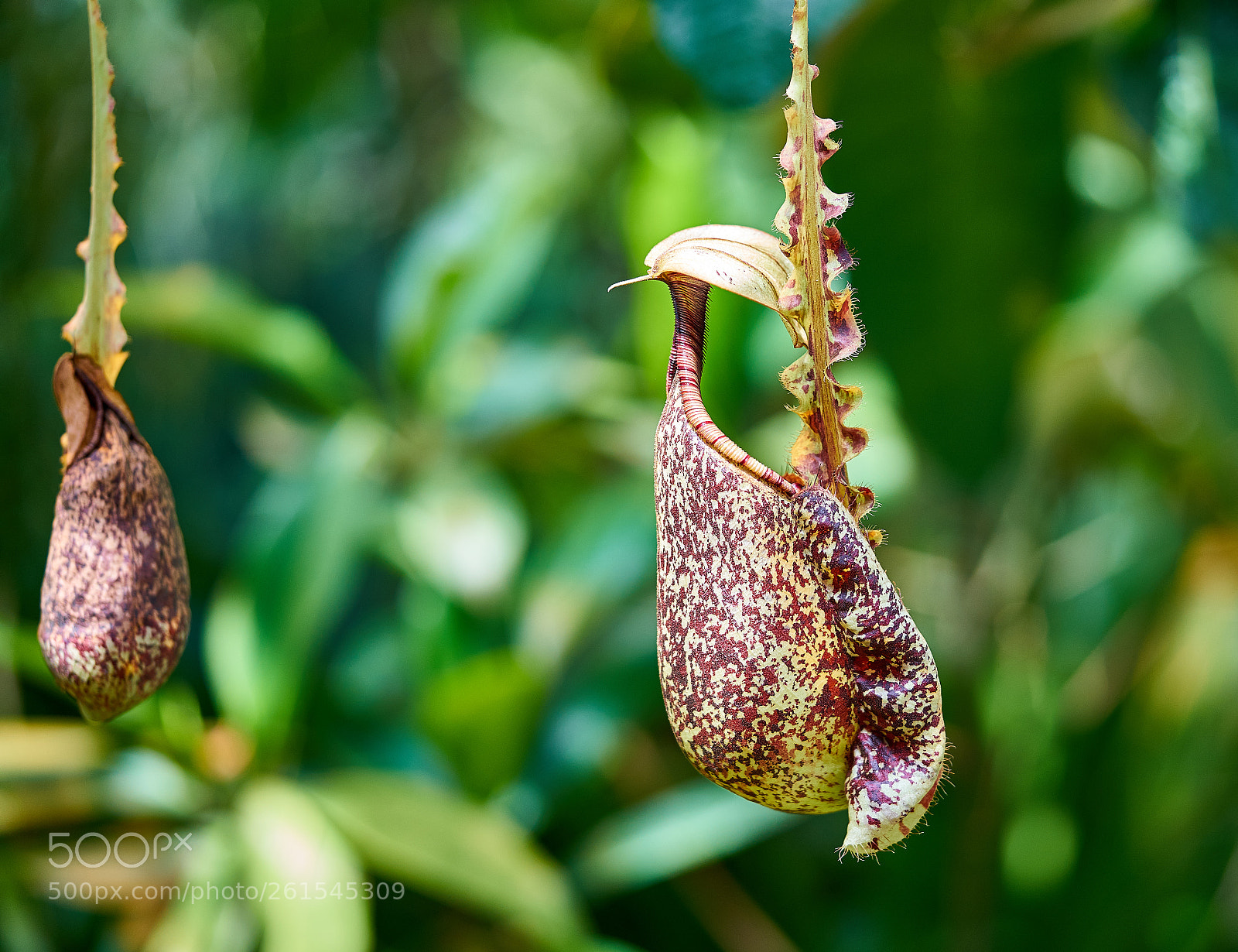 Sony a7 II sample photo. Carnivor photography