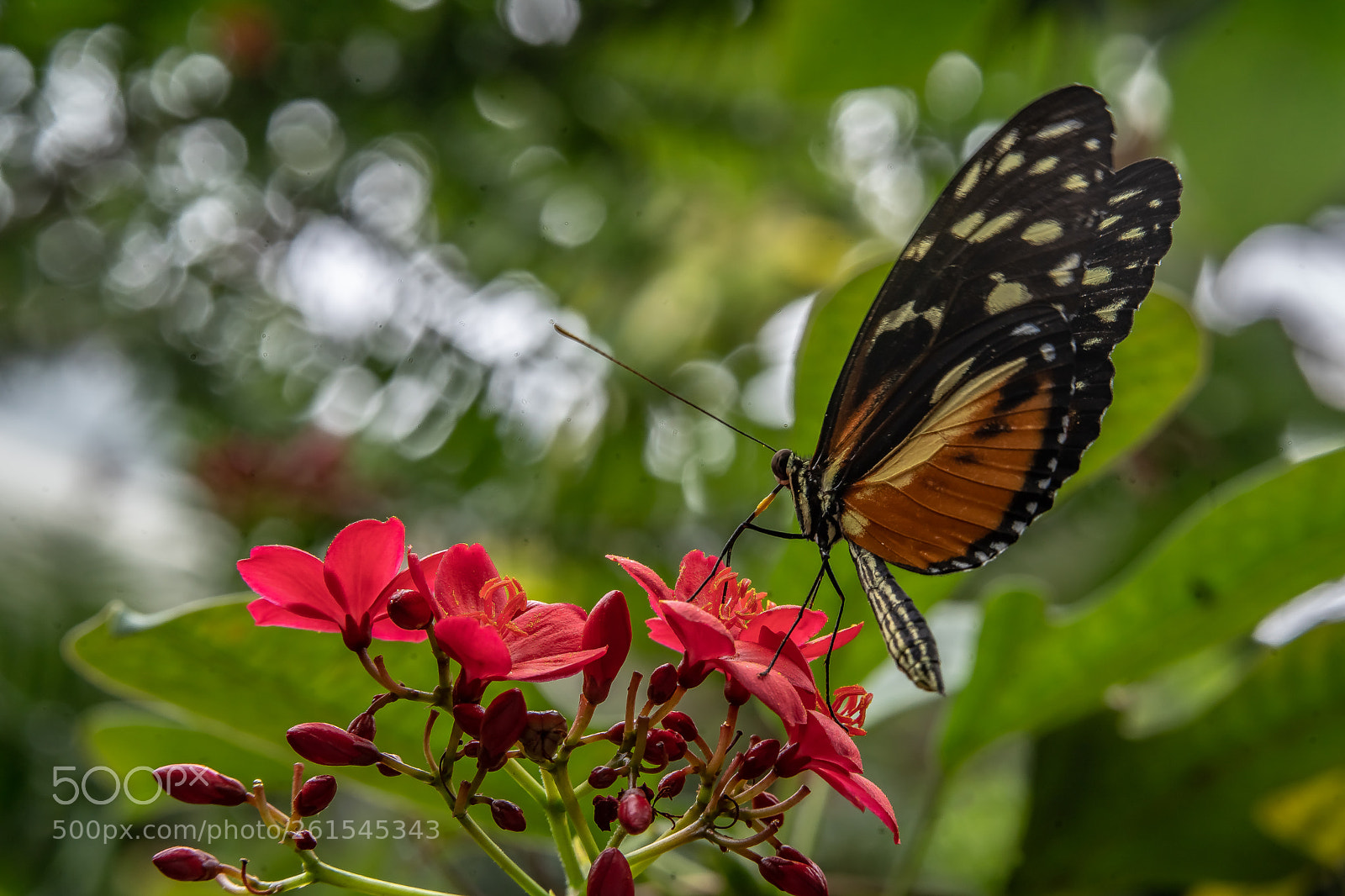 Sony a7 III sample photo. The busy butterfly photography