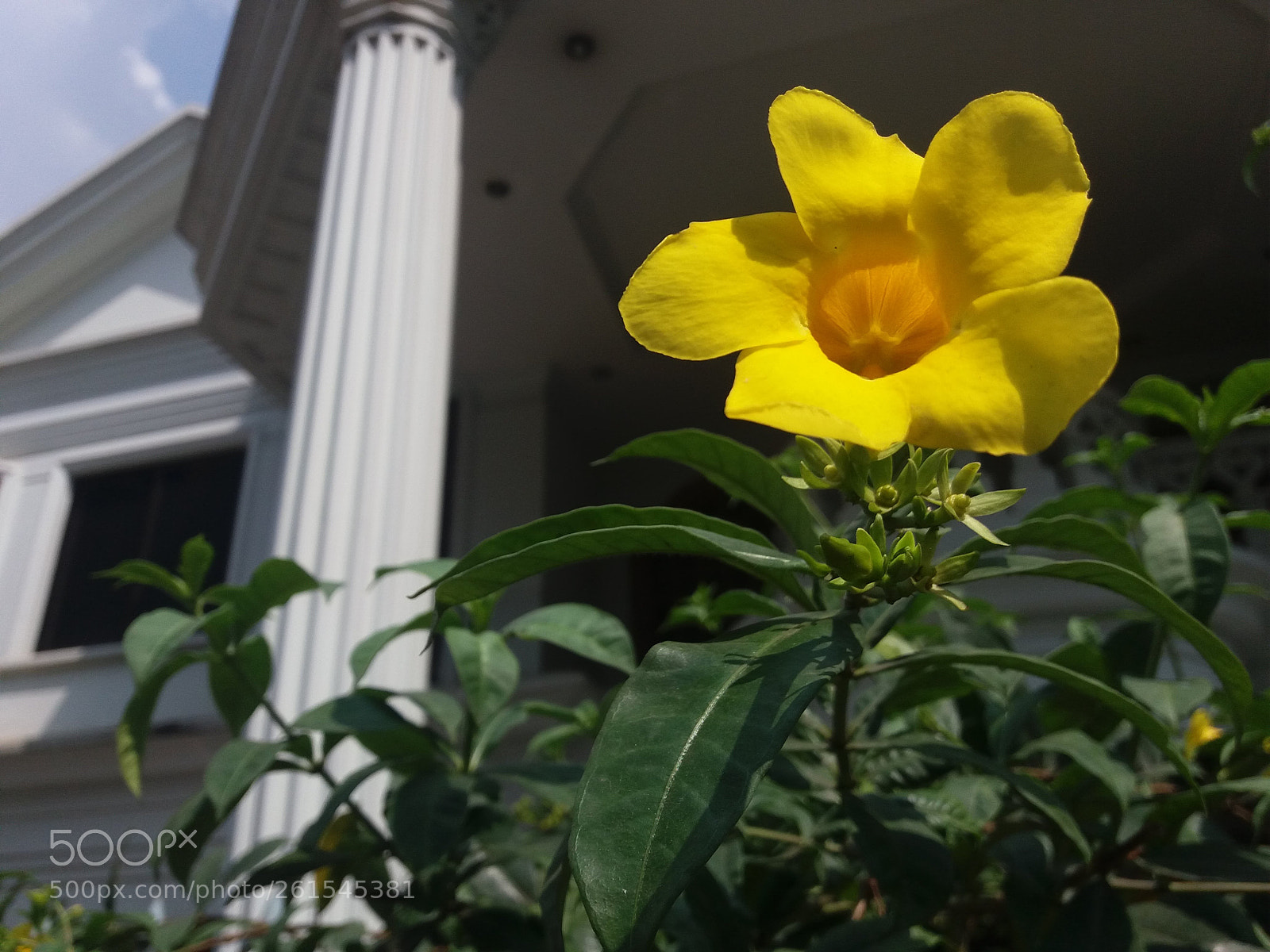 Samsung Galaxy J5 sample photo. Flower photography