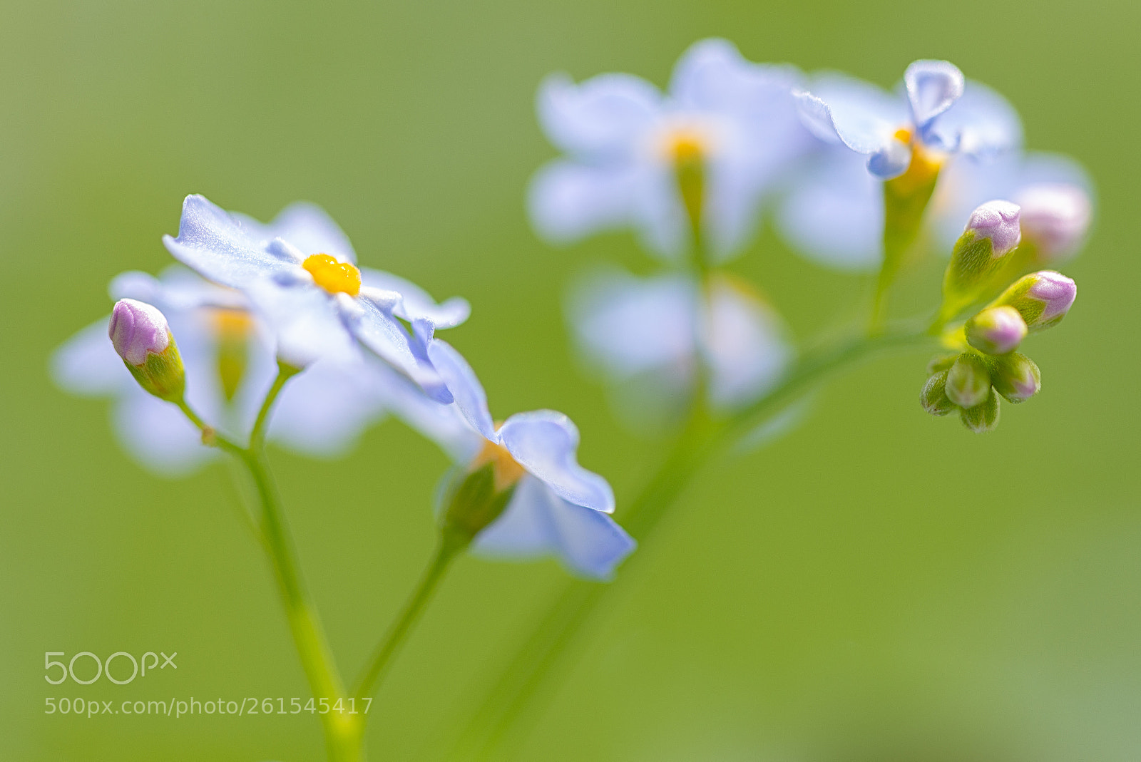 Nikon D610 sample photo. Flowers photography