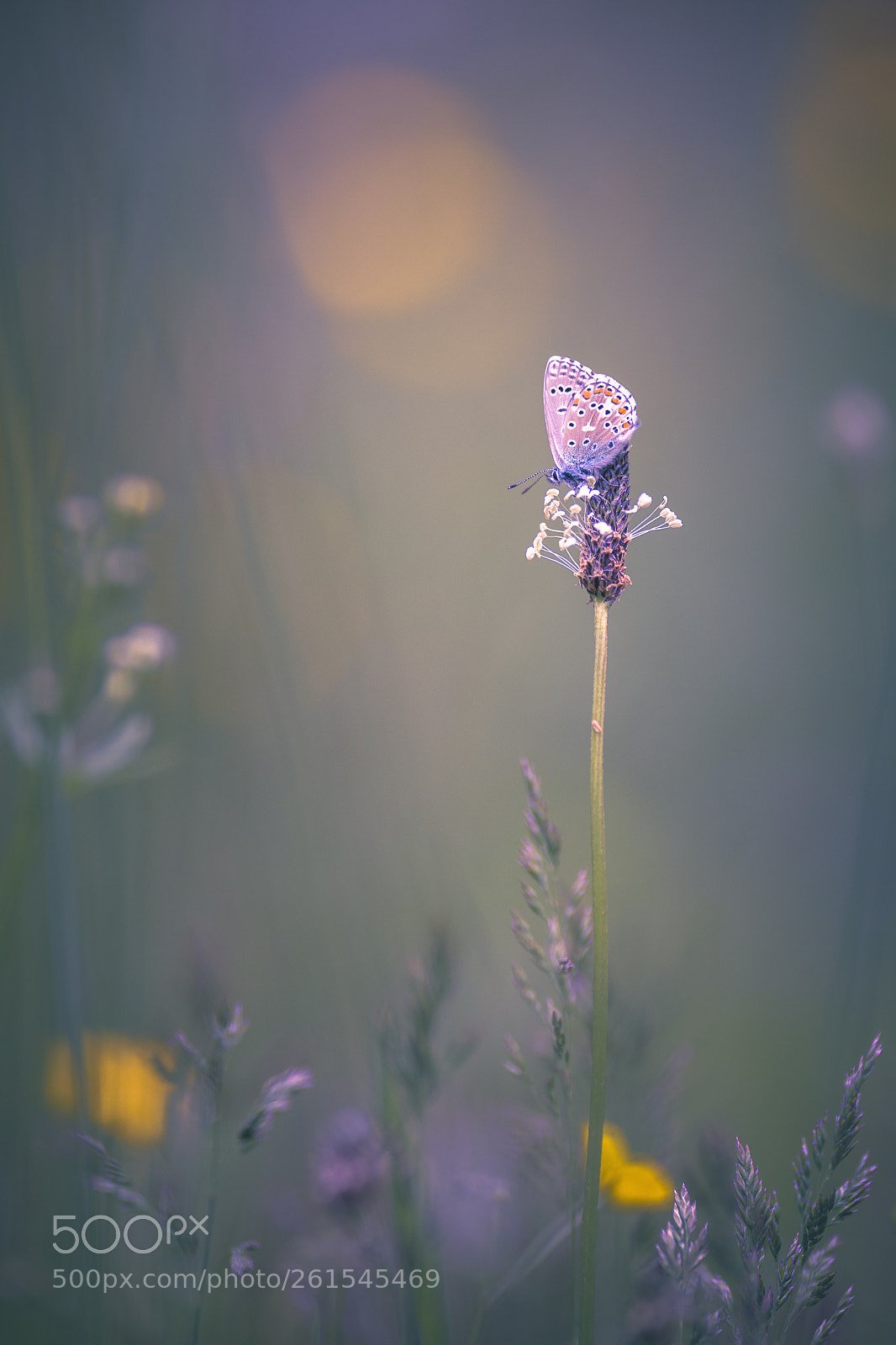 Nikon D7200 sample photo. Soft colors photography
