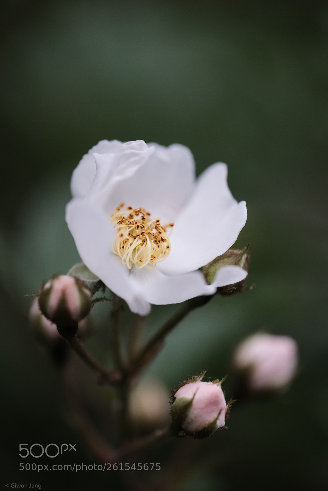 Fujifilm X-T1 sample photo. Wild rose. photography