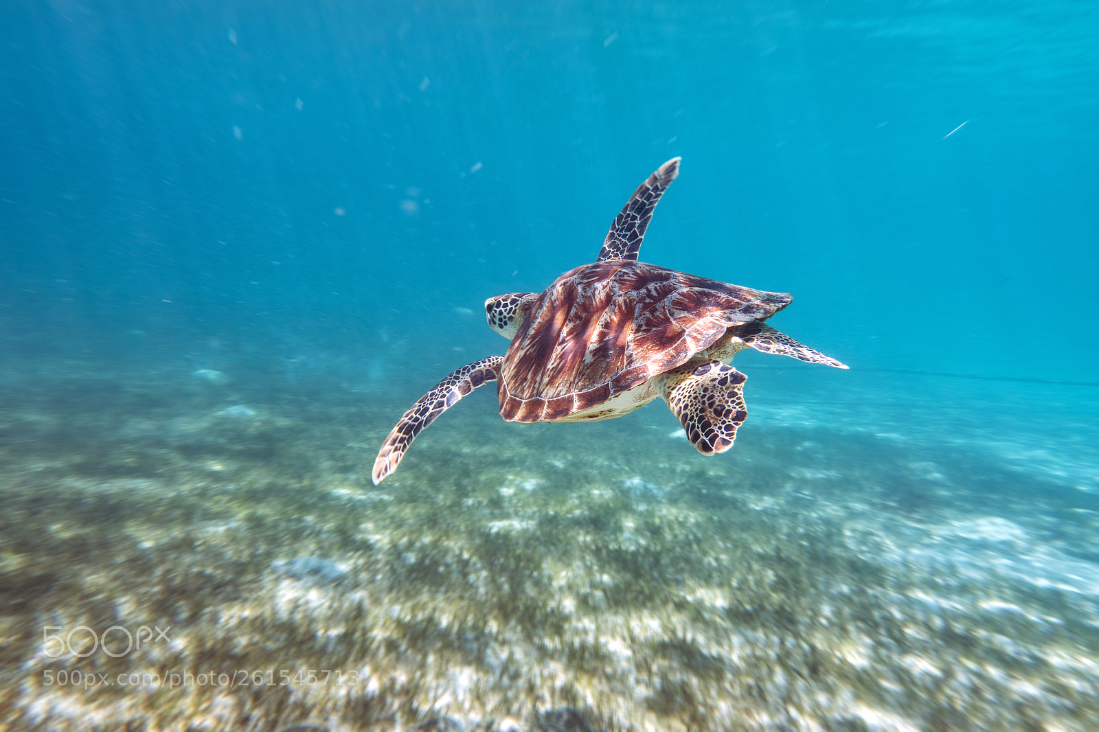 Sony Cyber-shot DSC-RX100 II sample photo. Turtle on the run photography