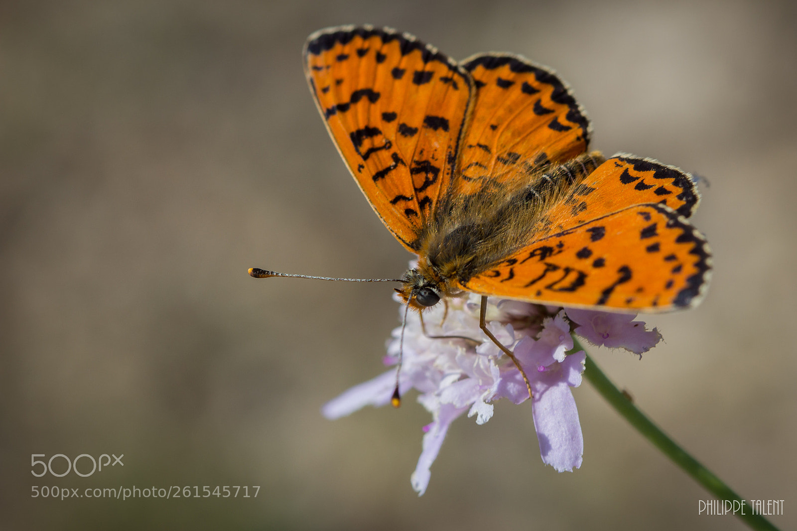 Canon EOS 60D sample photo. Papillon photography