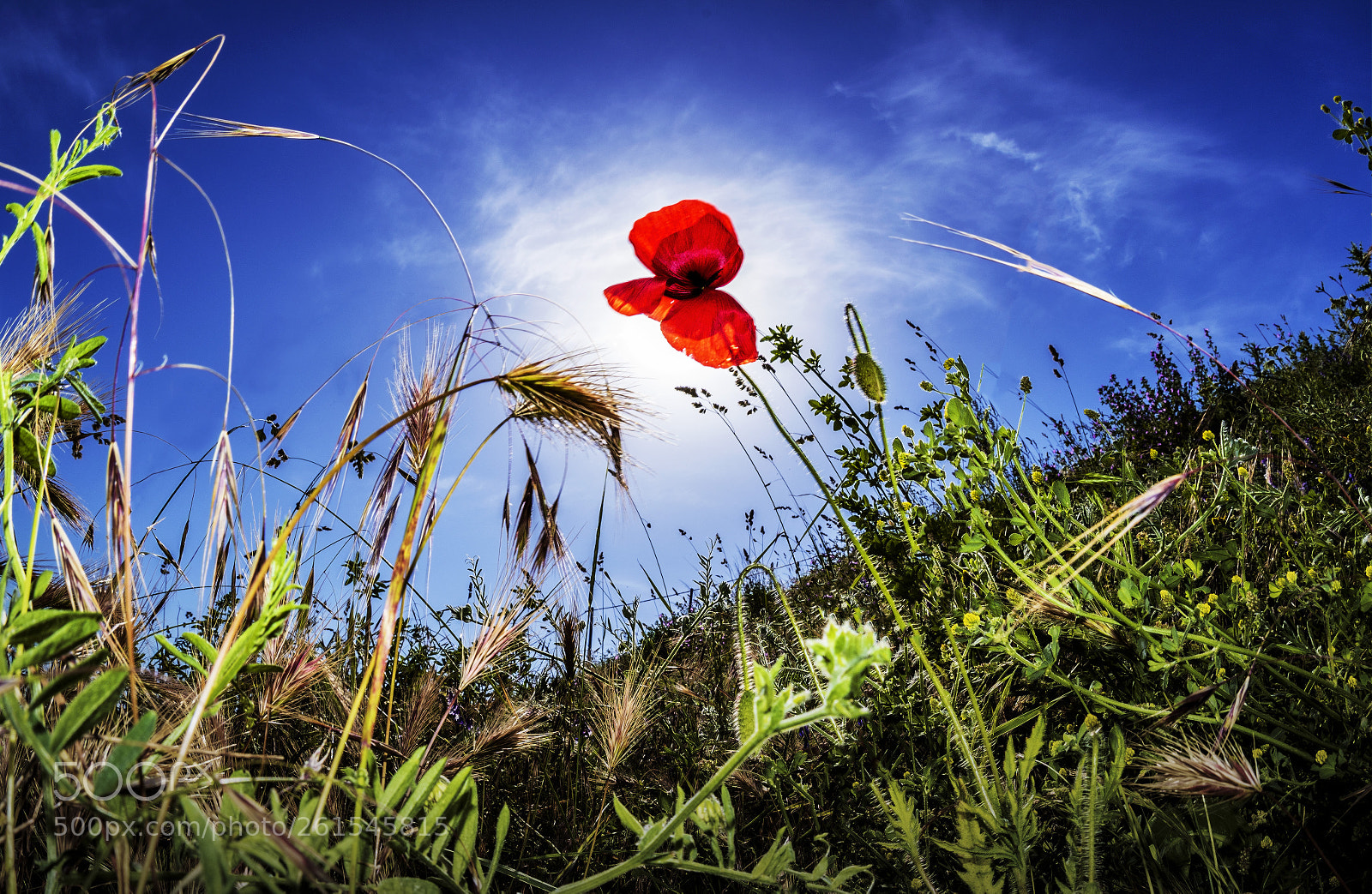 Nikon D750 sample photo. Summer is coming photography