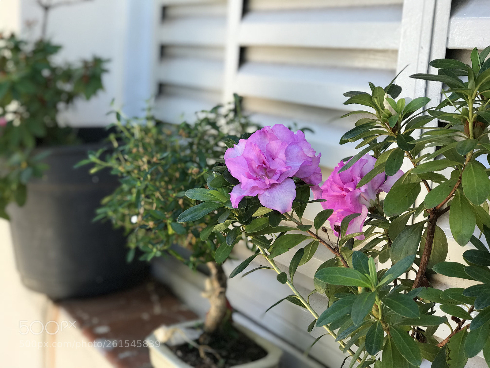 Apple iPhone 7 Plus sample photo. Untitled photography