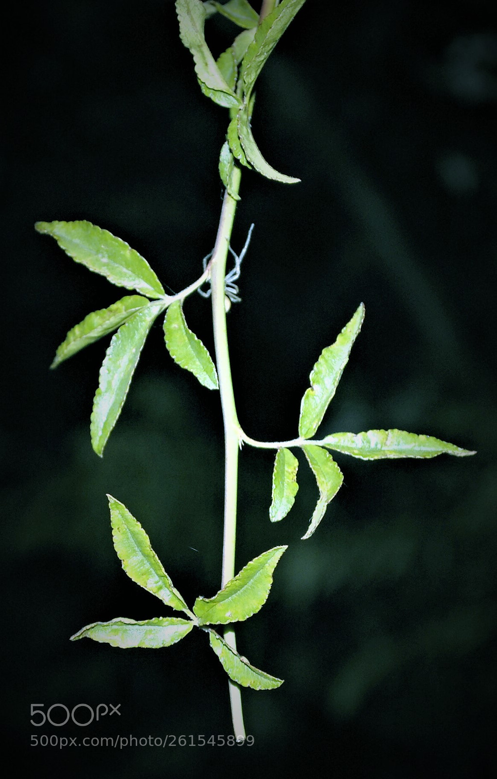 Nikon D3000 sample photo. Itsy bitsy spider crawls photography