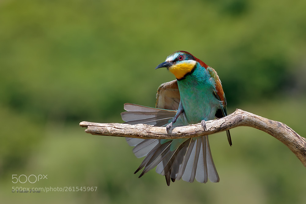 Canon EOS 7D Mark II sample photo. See my tail feather! photography