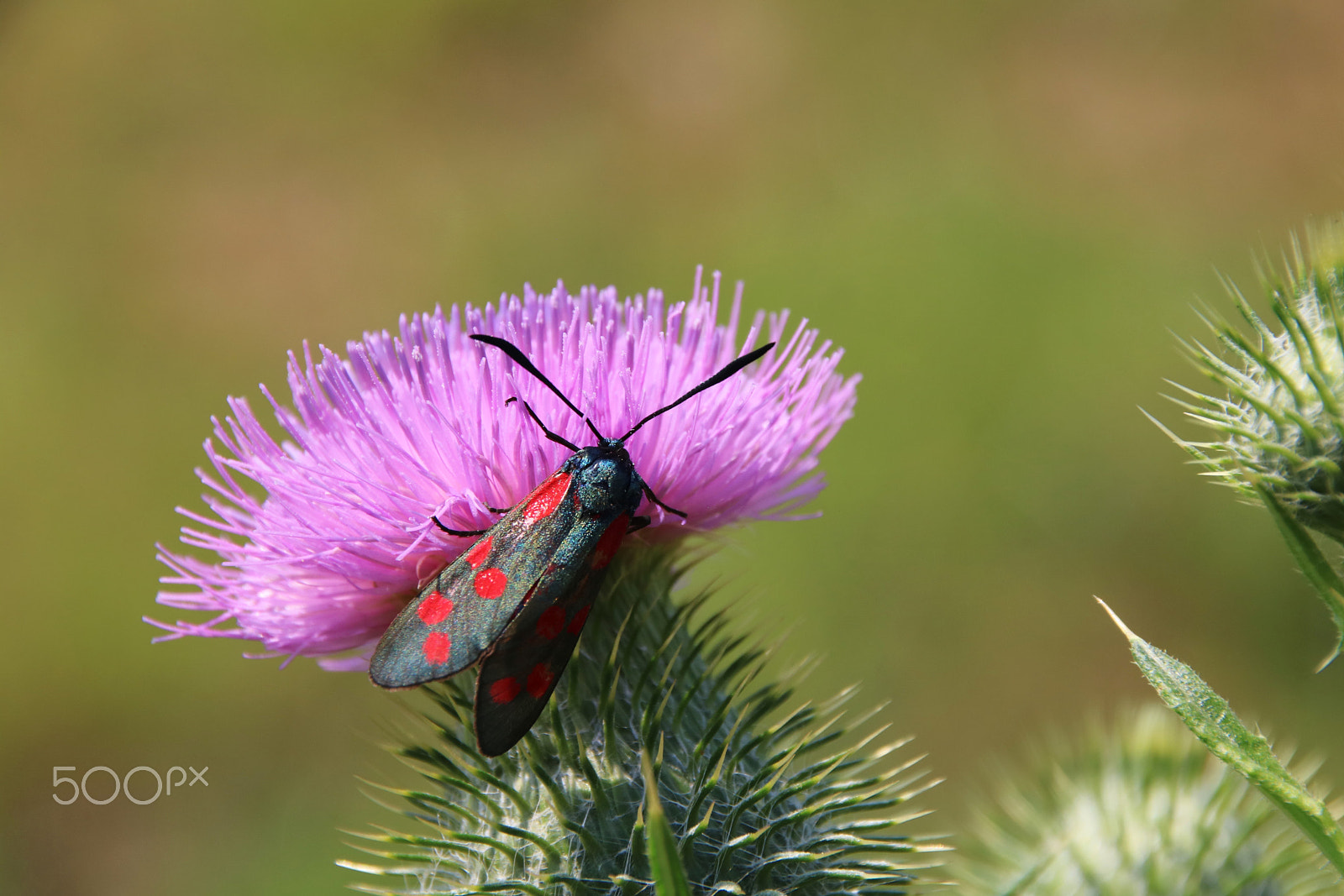 Canon EOS 760D (EOS Rebel T6s / EOS 8000D) sample photo. Sint jans vlinder photography