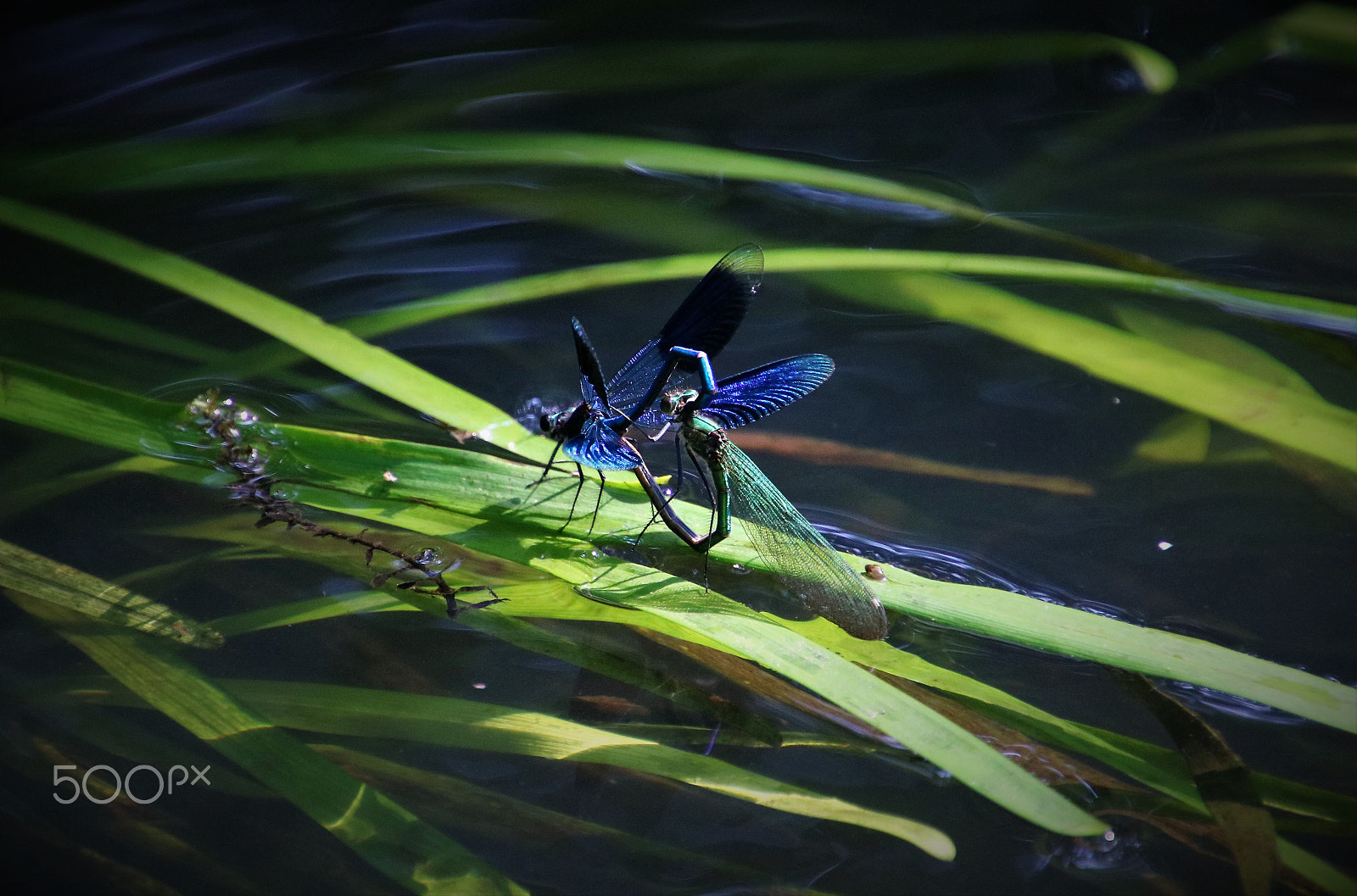 Canon EOS 760D (EOS Rebel T6s / EOS 8000D) sample photo. Mating damselflies photography