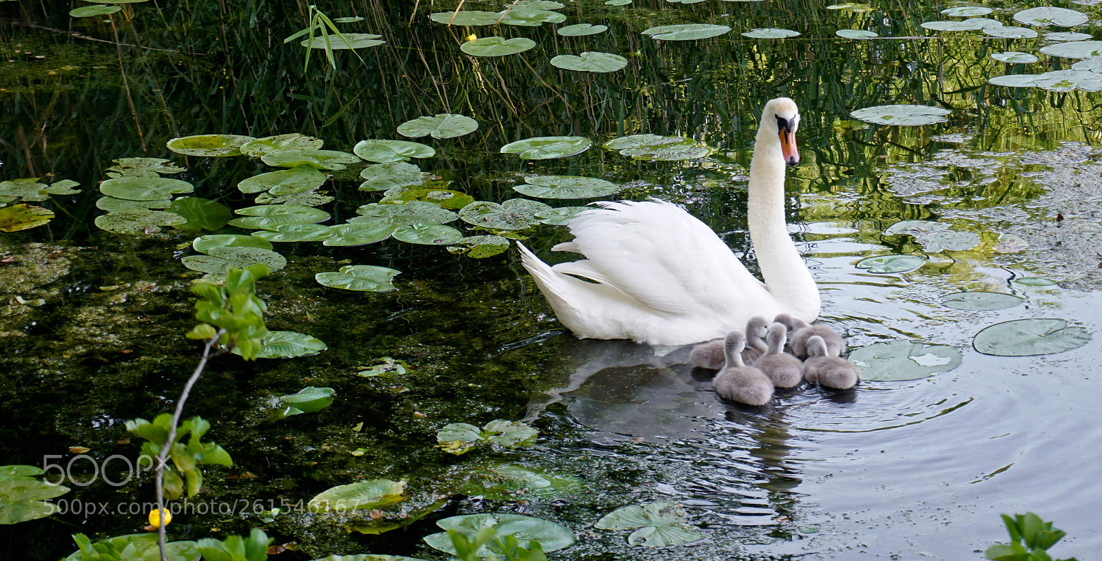 Sony a6000 sample photo. Swan family photography