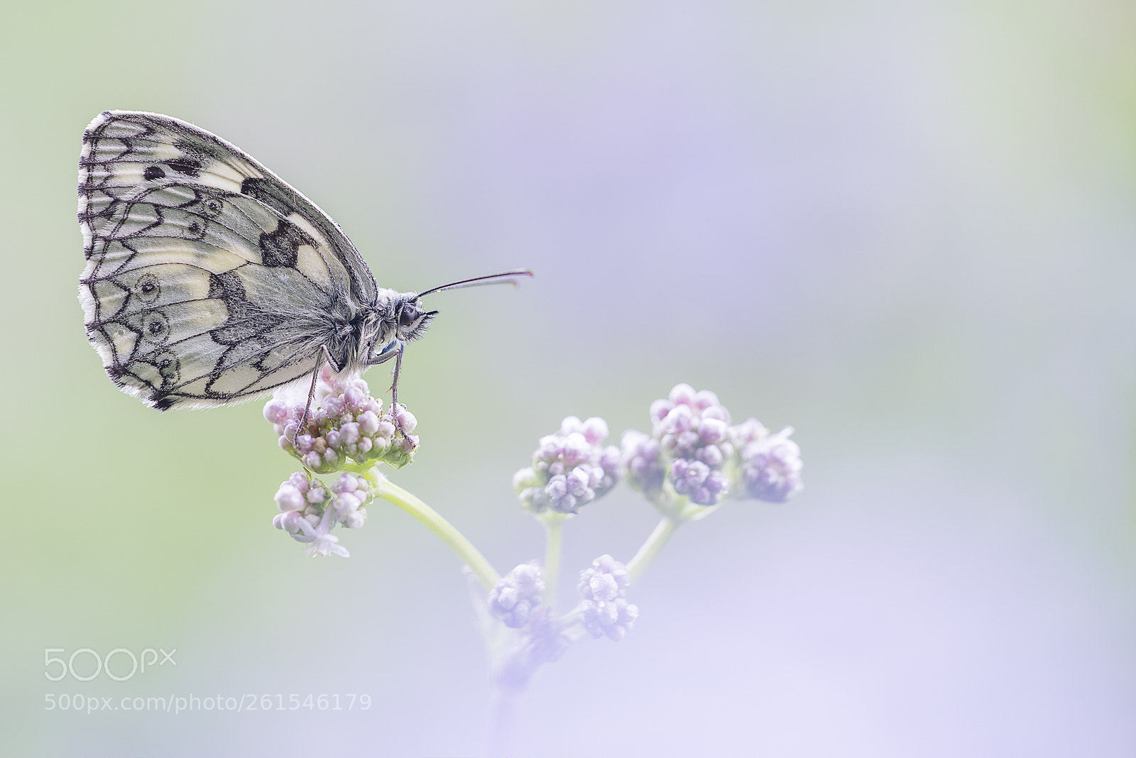 Nikon D610 sample photo. Schachbrettfalter photography