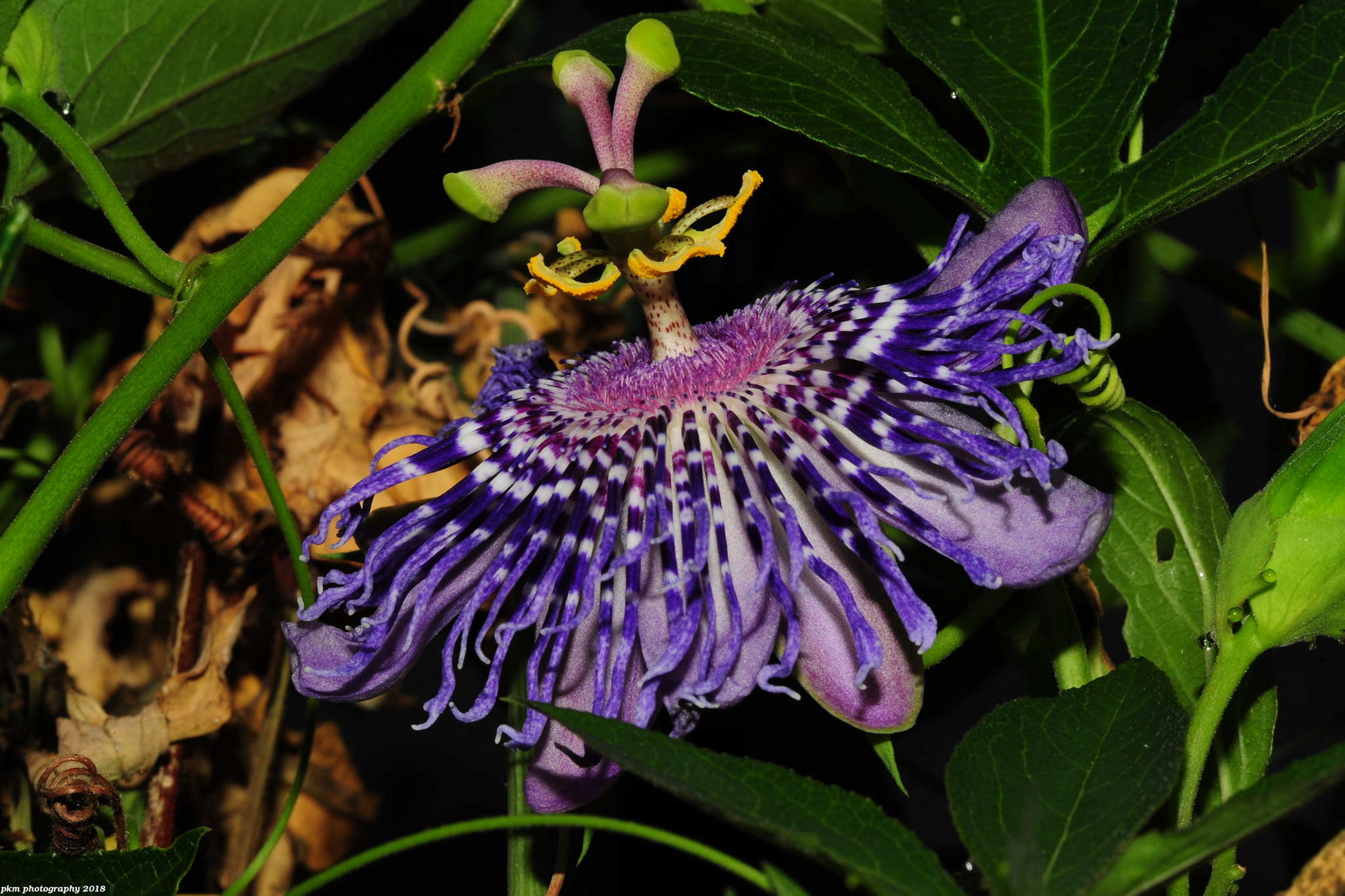 Nikon D700 sample photo. Passiflora photography