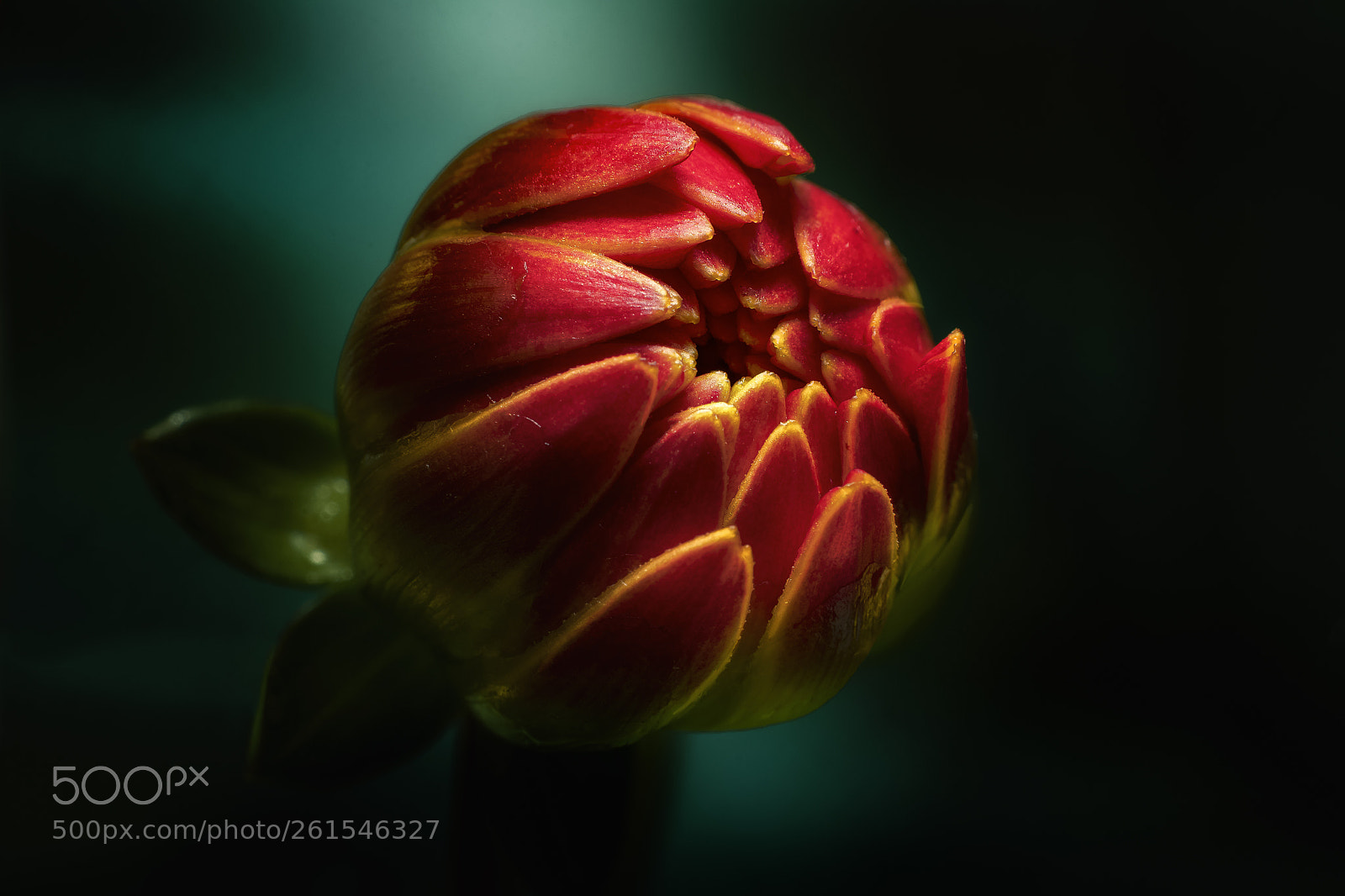 Nikon D500 sample photo. Dahlia spotlight photography