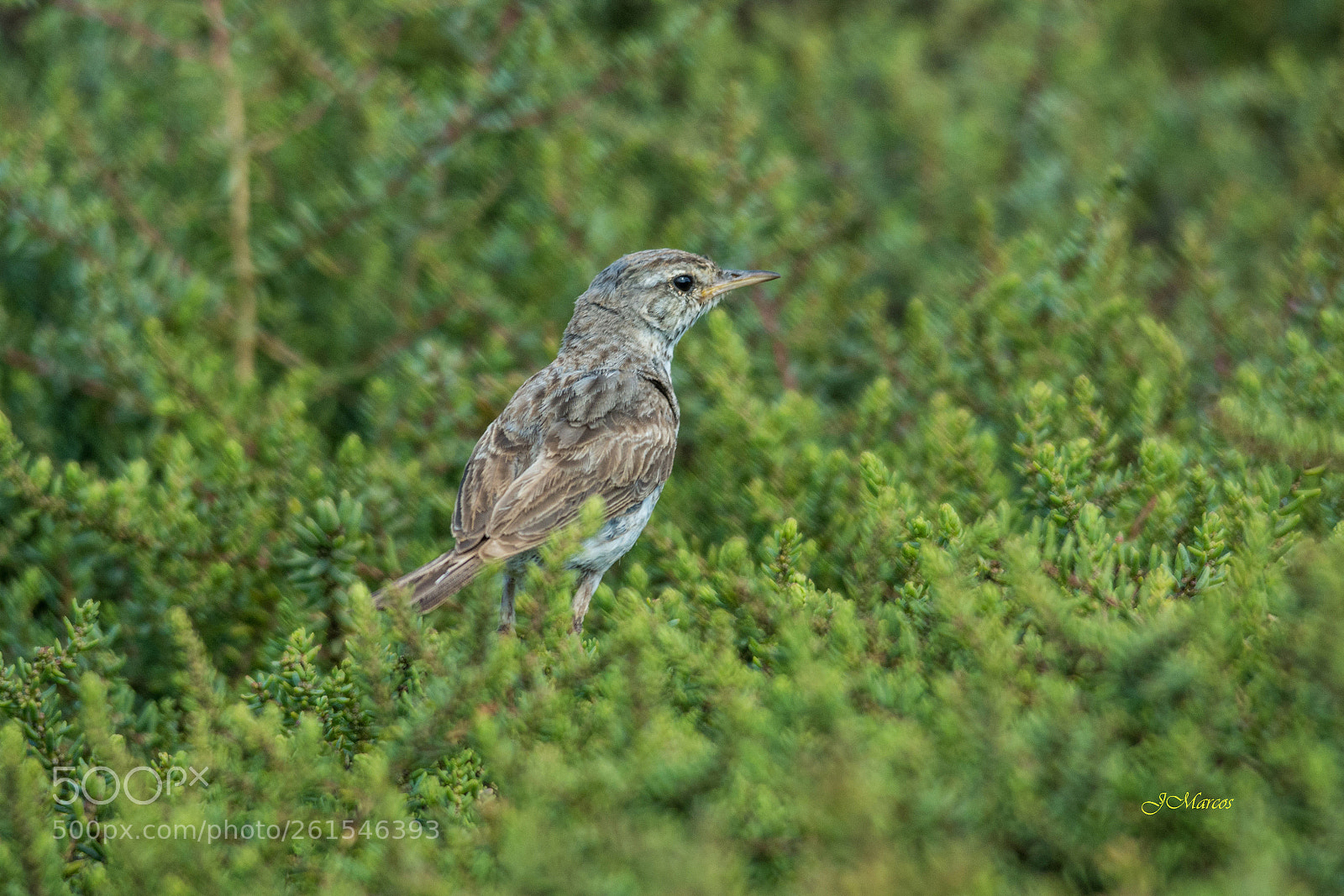 Nikon D7100 sample photo. Berthelot's pipit photography