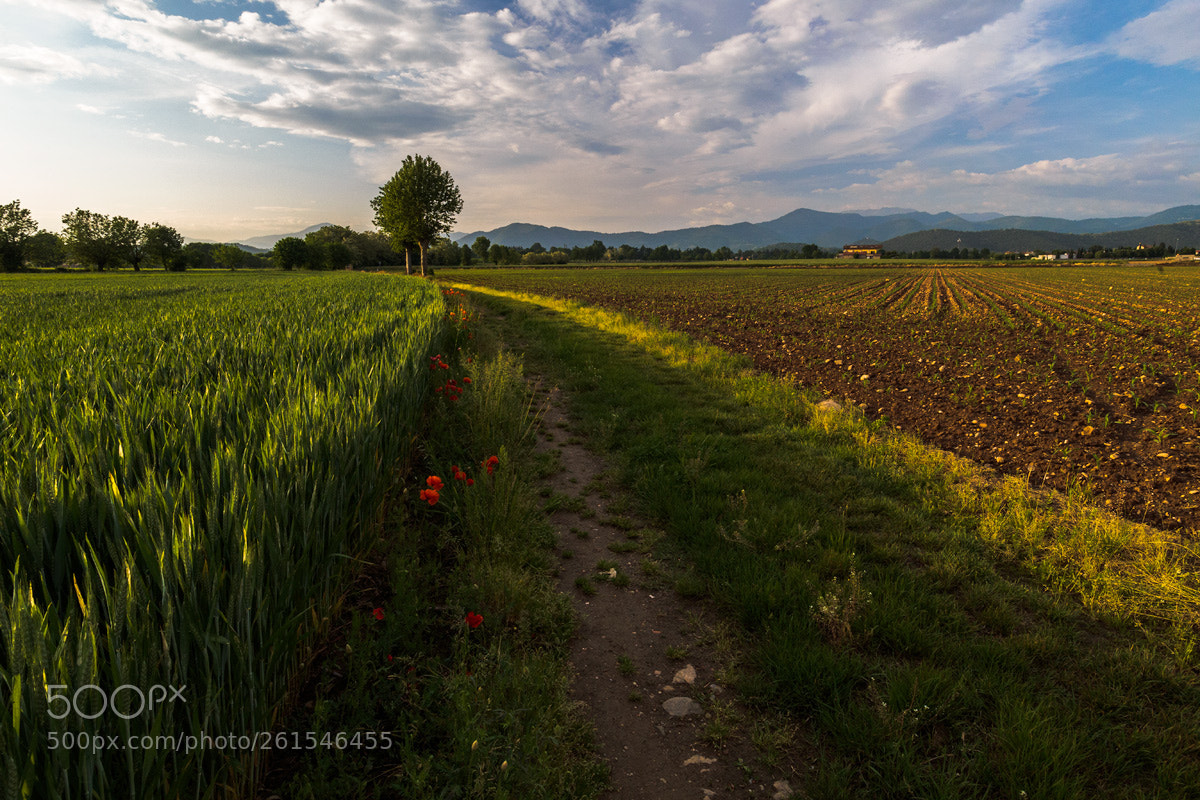 Canon EOS 6D sample photo. La pista dei papaveri photography