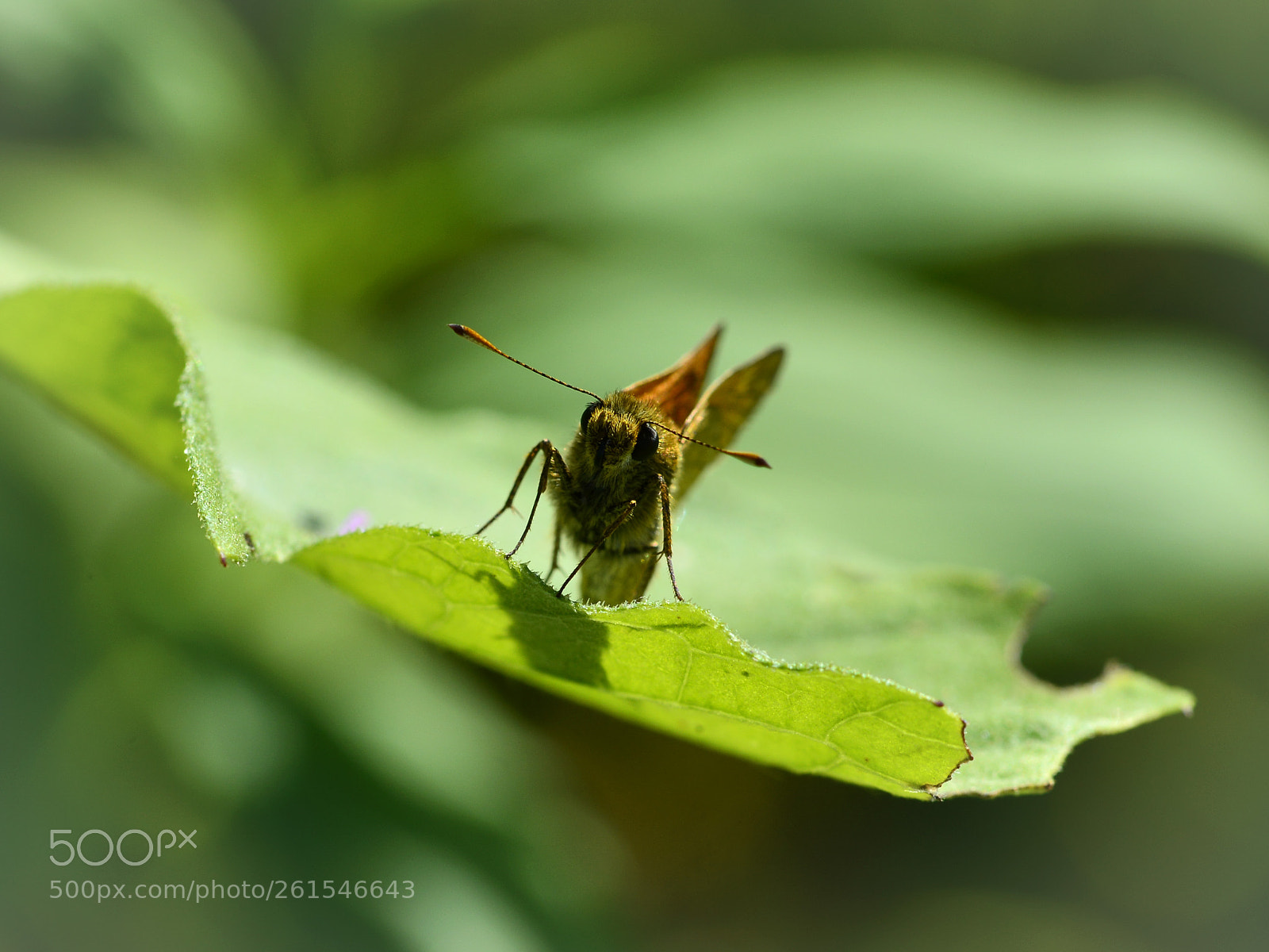 Nikon D800 sample photo. Large skipper photography