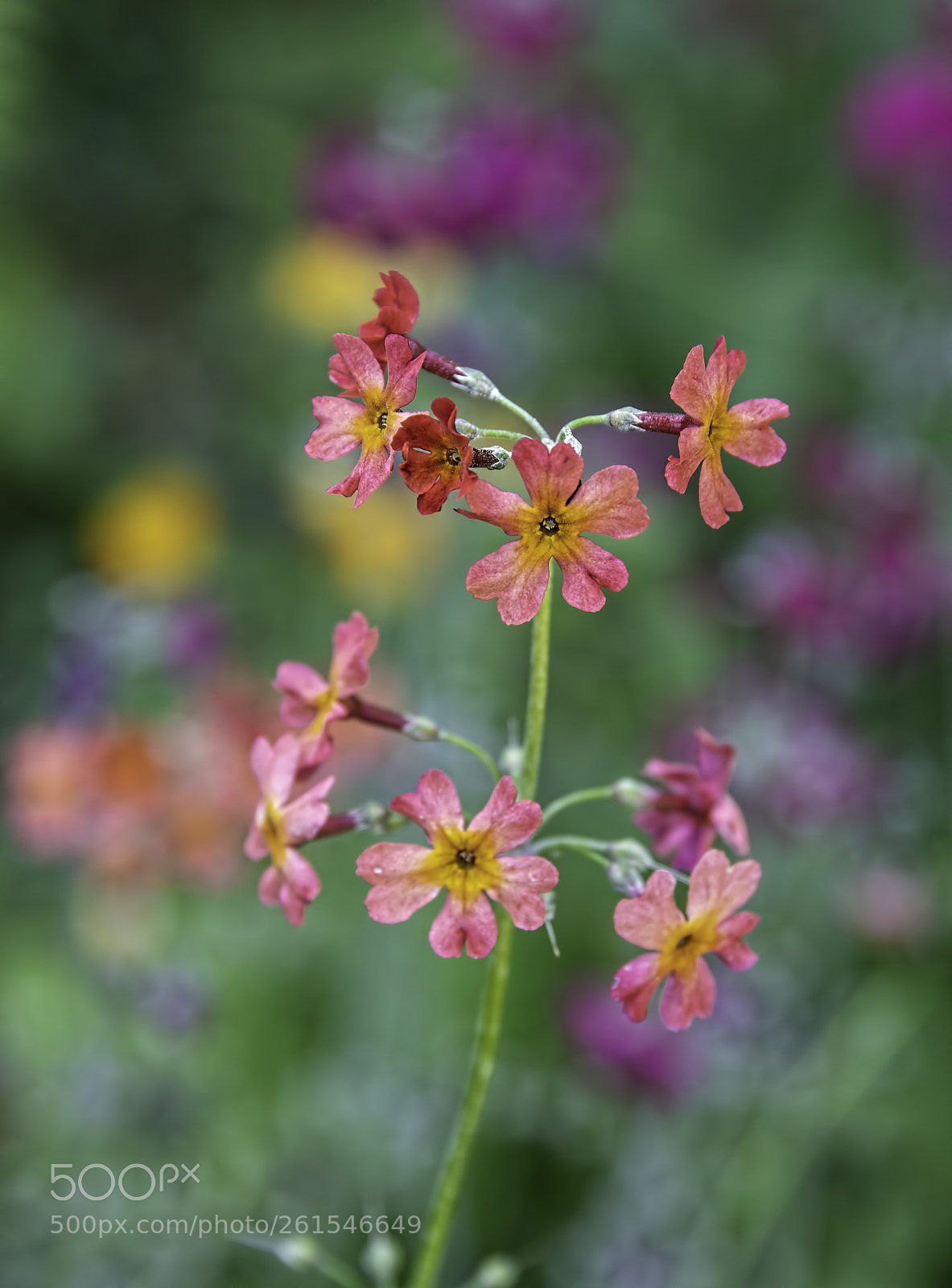 Canon EOS 5D Mark IV sample photo. Summer colour photography