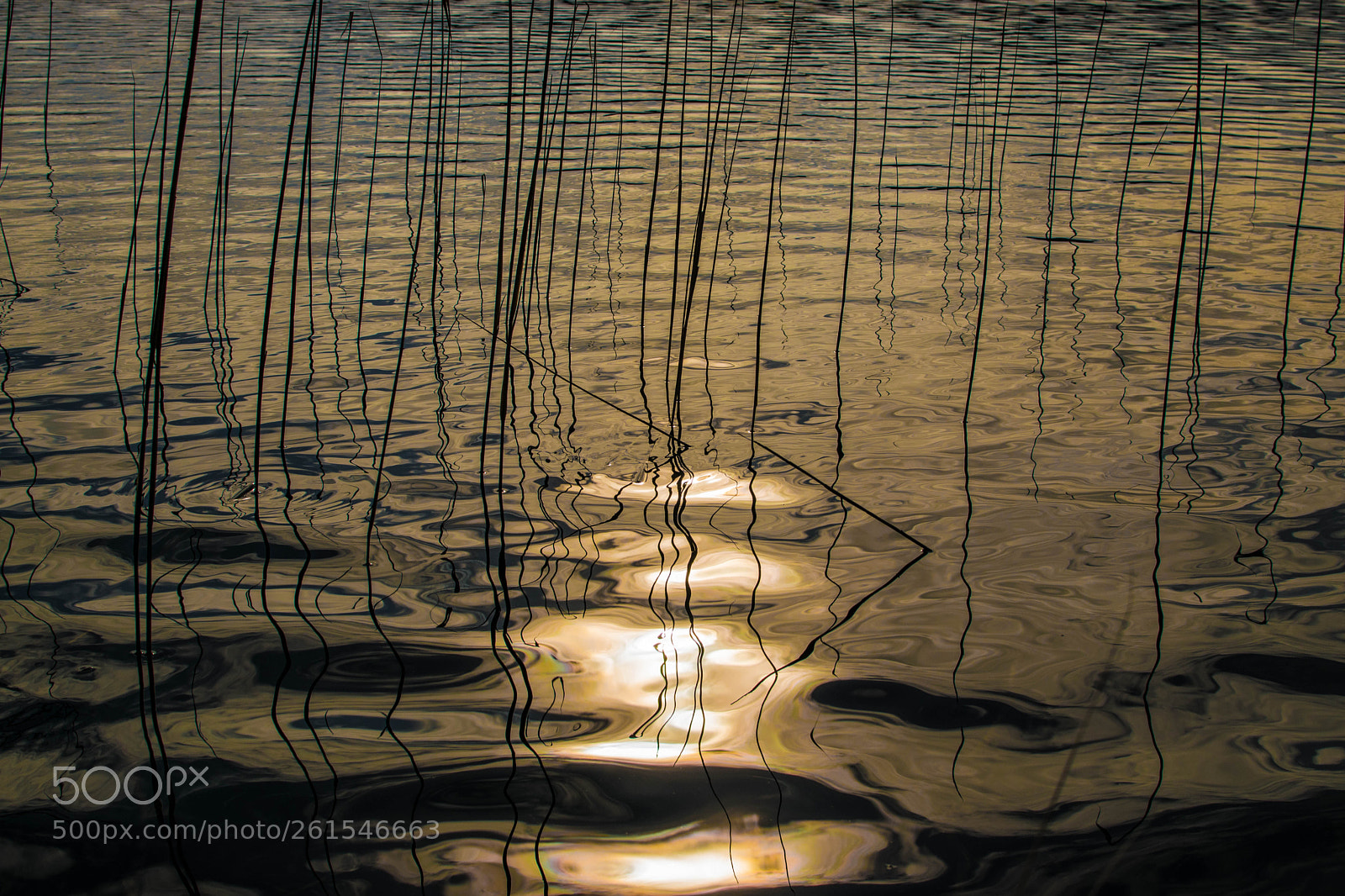 Nikon D5300 sample photo. Silent water photography