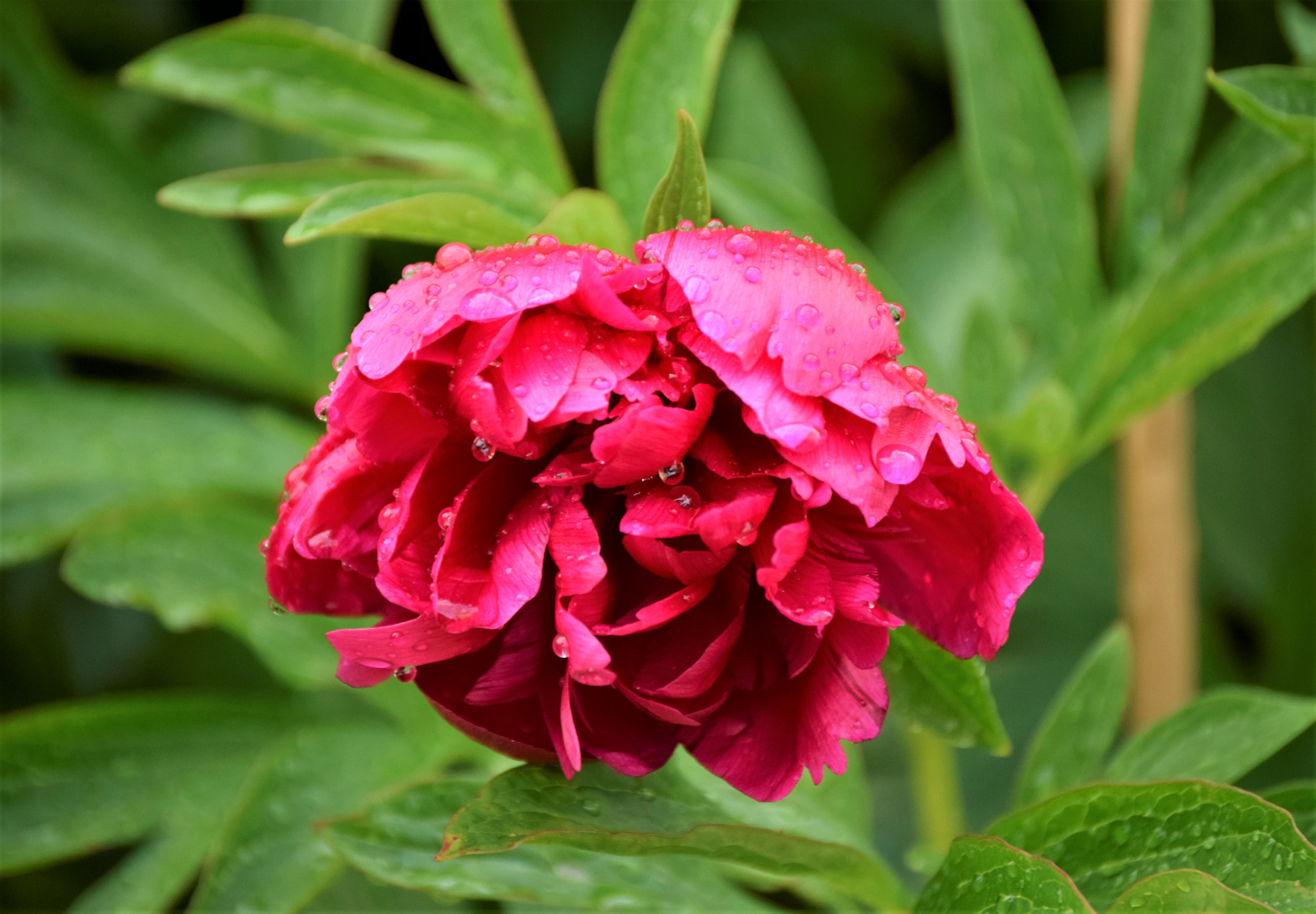 Nikon D5300 sample photo. Rainy peony photography