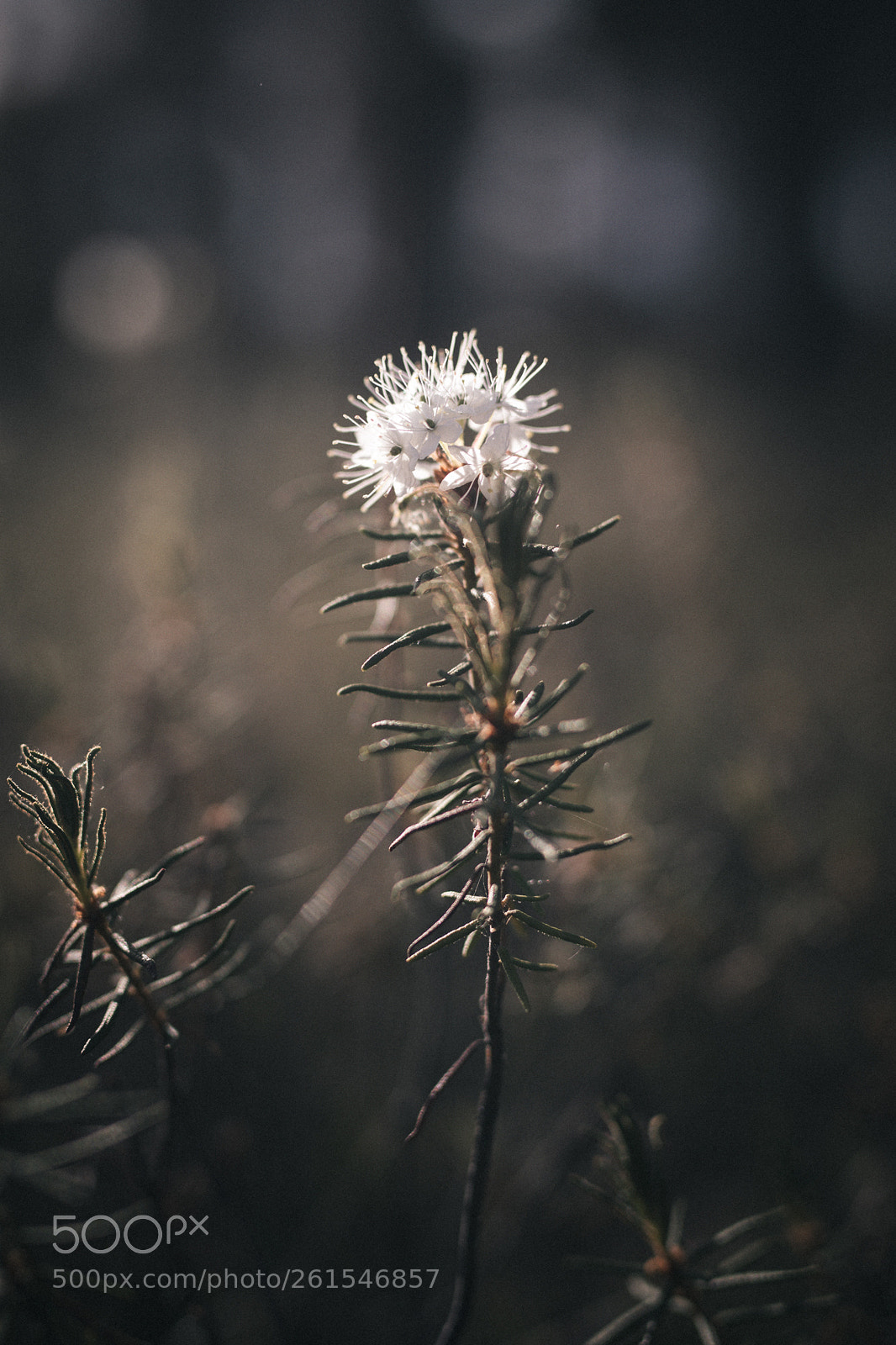 Canon EOS 5D Mark IV sample photo. Flower is just a photography