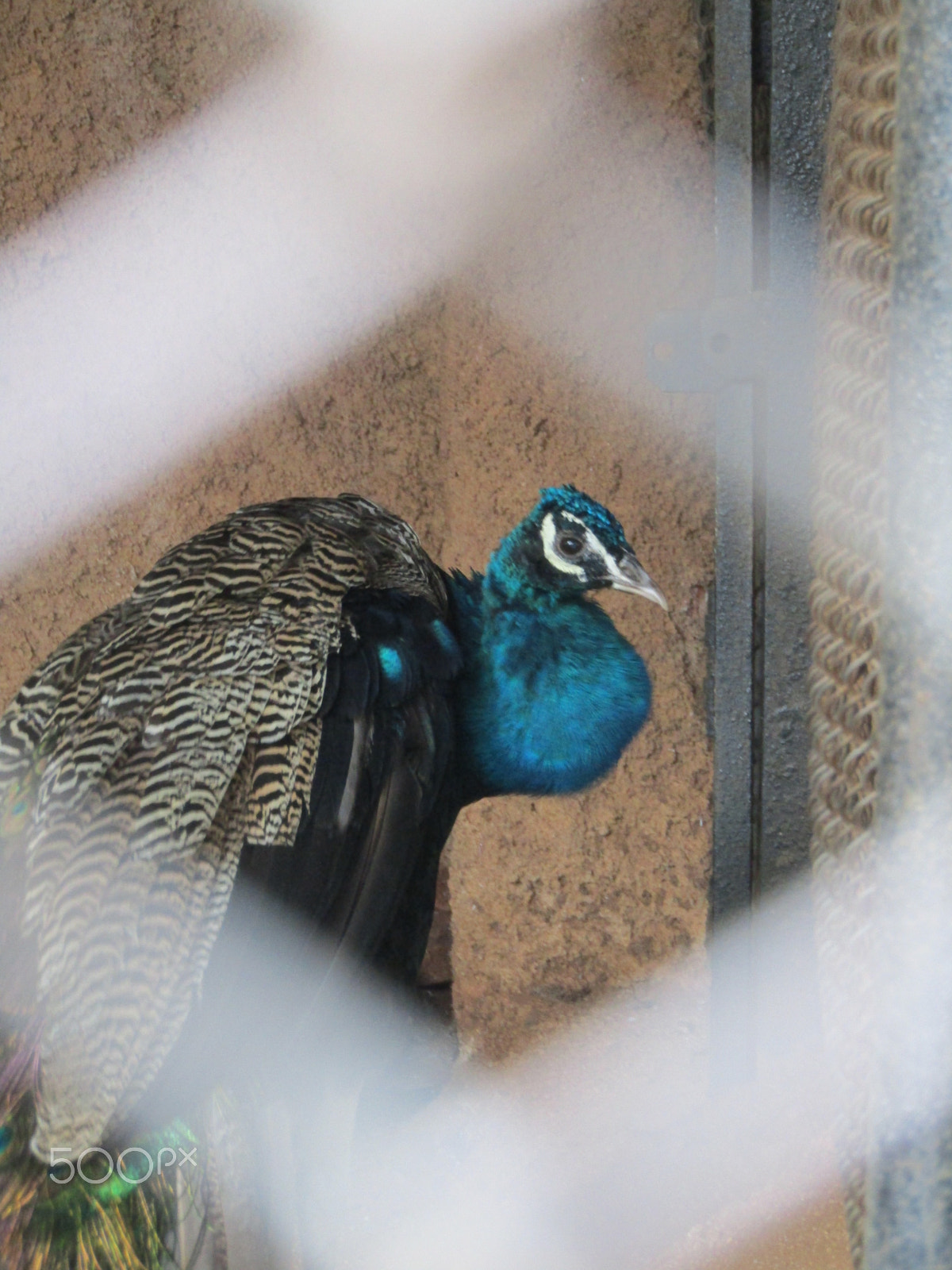 Canon PowerShot SX420 IS sample photo. Img photography