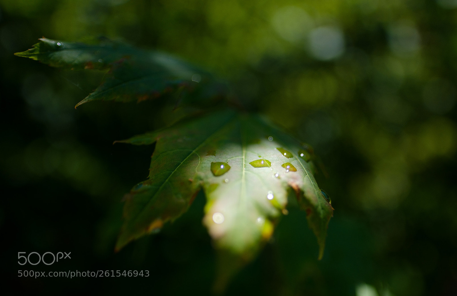 Fujifilm X-T2 sample photo. Droplets on a leaf photography