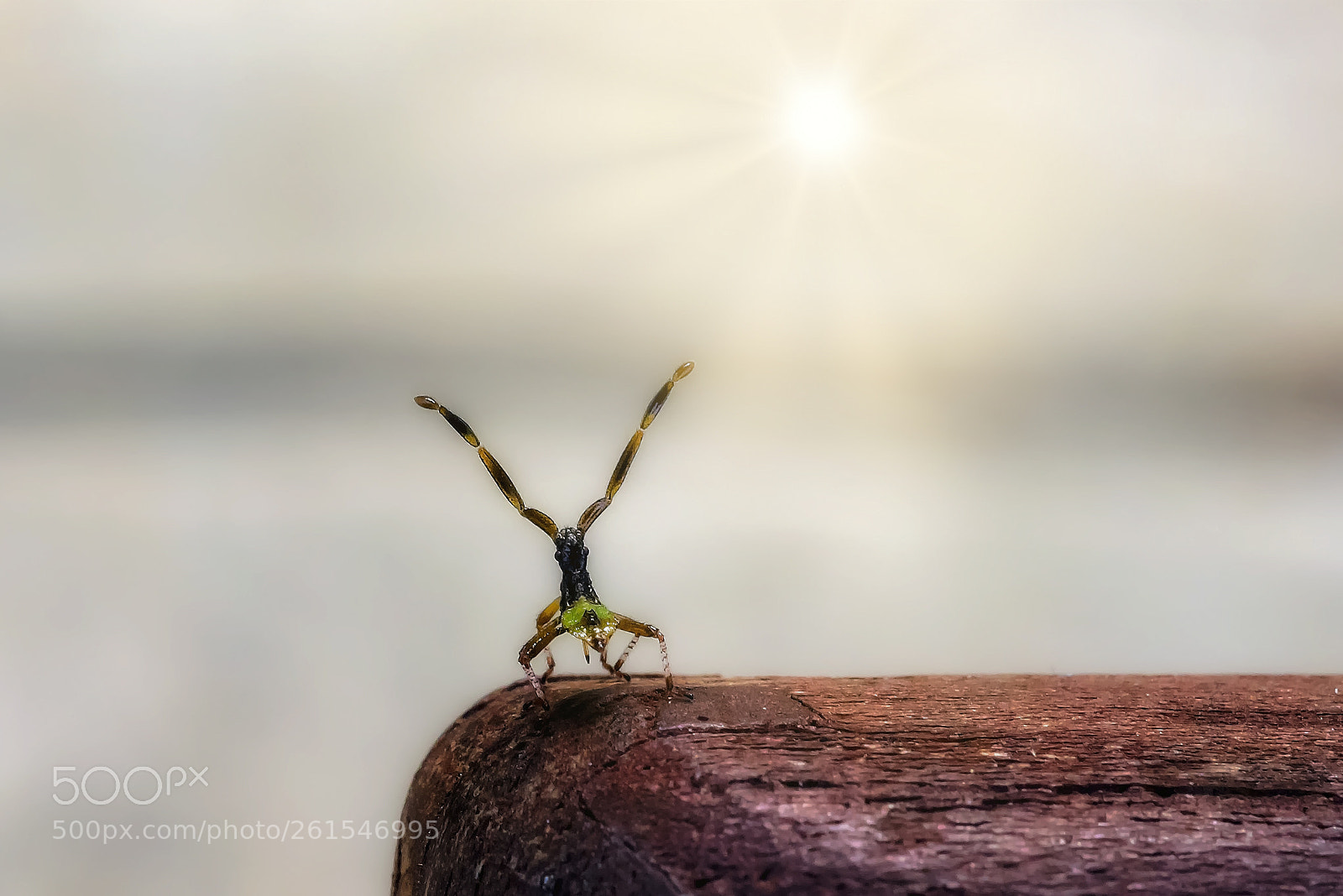 Nikon D810 sample photo. Meditation photography