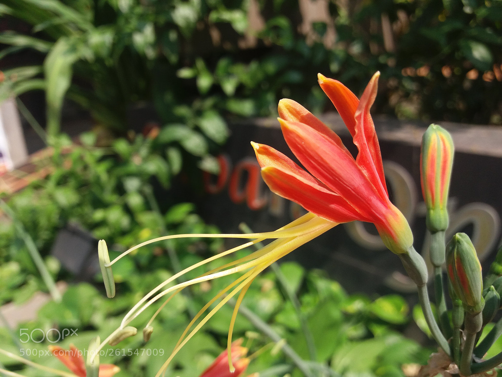 Samsung Galaxy J5 sample photo. Flower photography