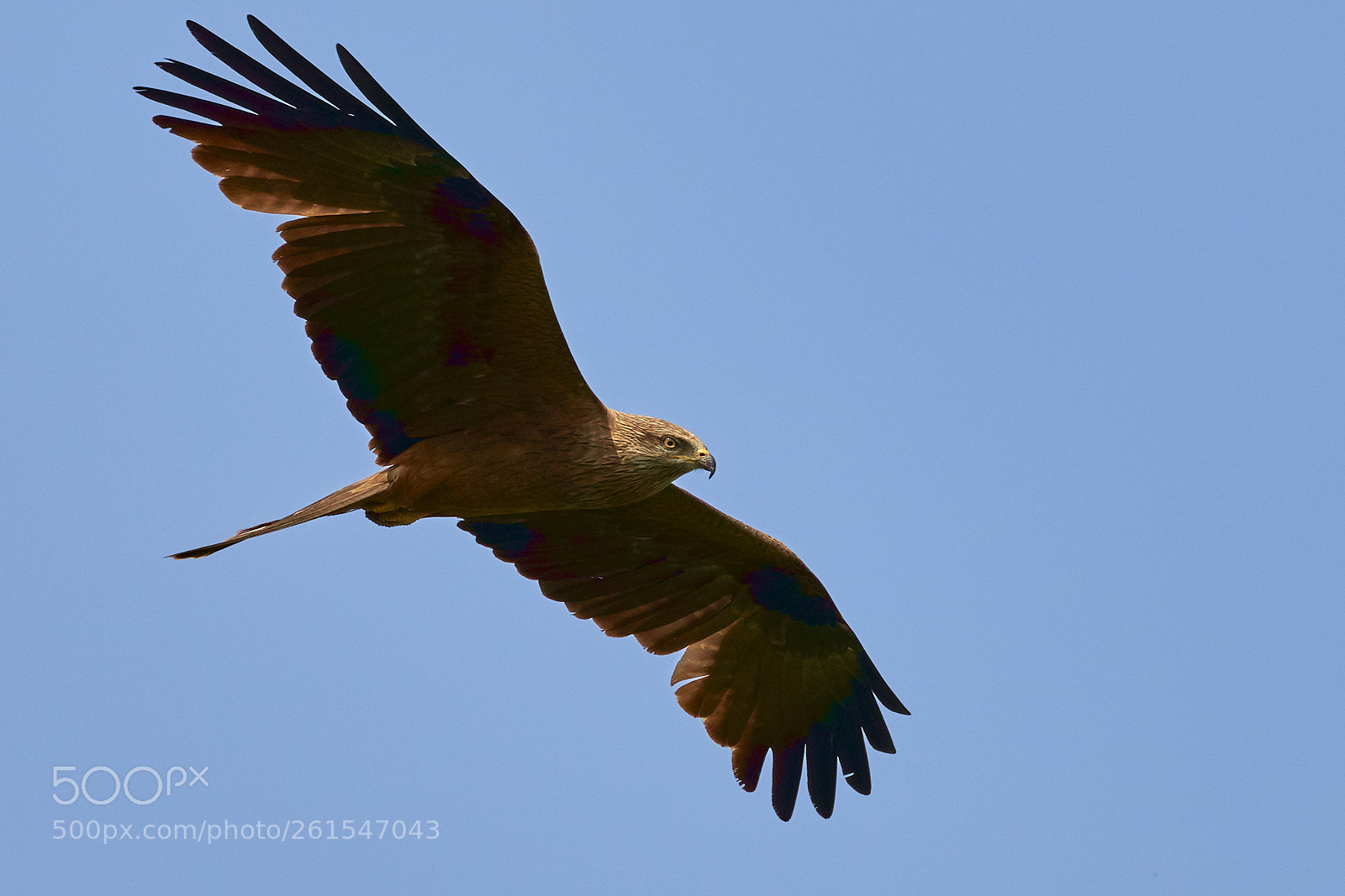 Canon EOS 7D Mark II sample photo. Kite photography