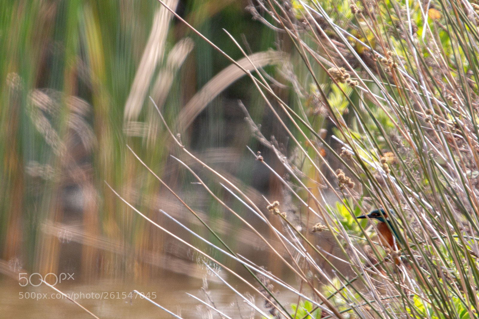 Canon EOS 70D sample photo. Mart n pescador entre photography