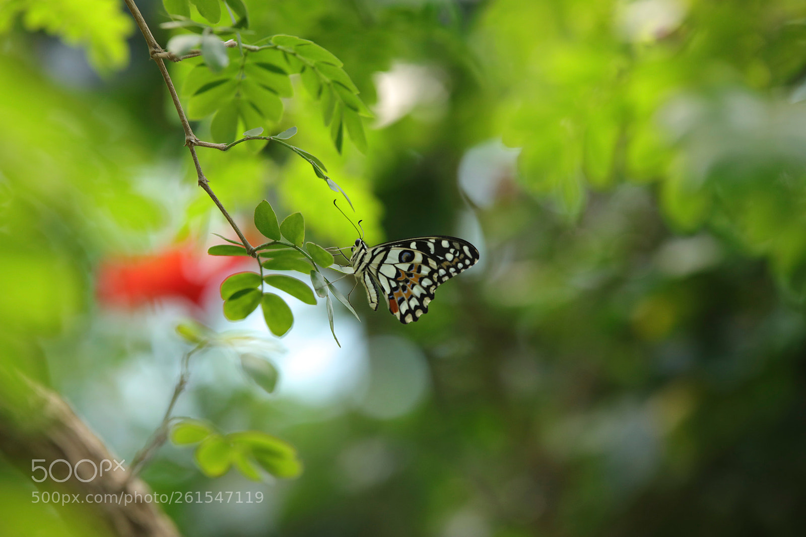 Canon EOS 5D Mark IV sample photo. Colorful. photography