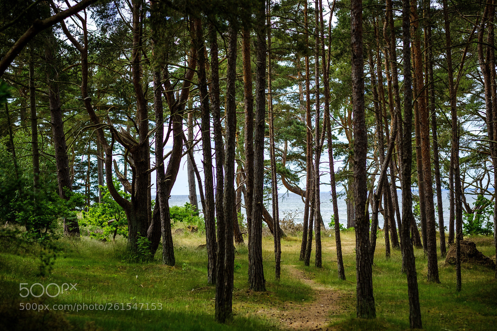 Fujifilm X-T2 sample photo. The forest photography