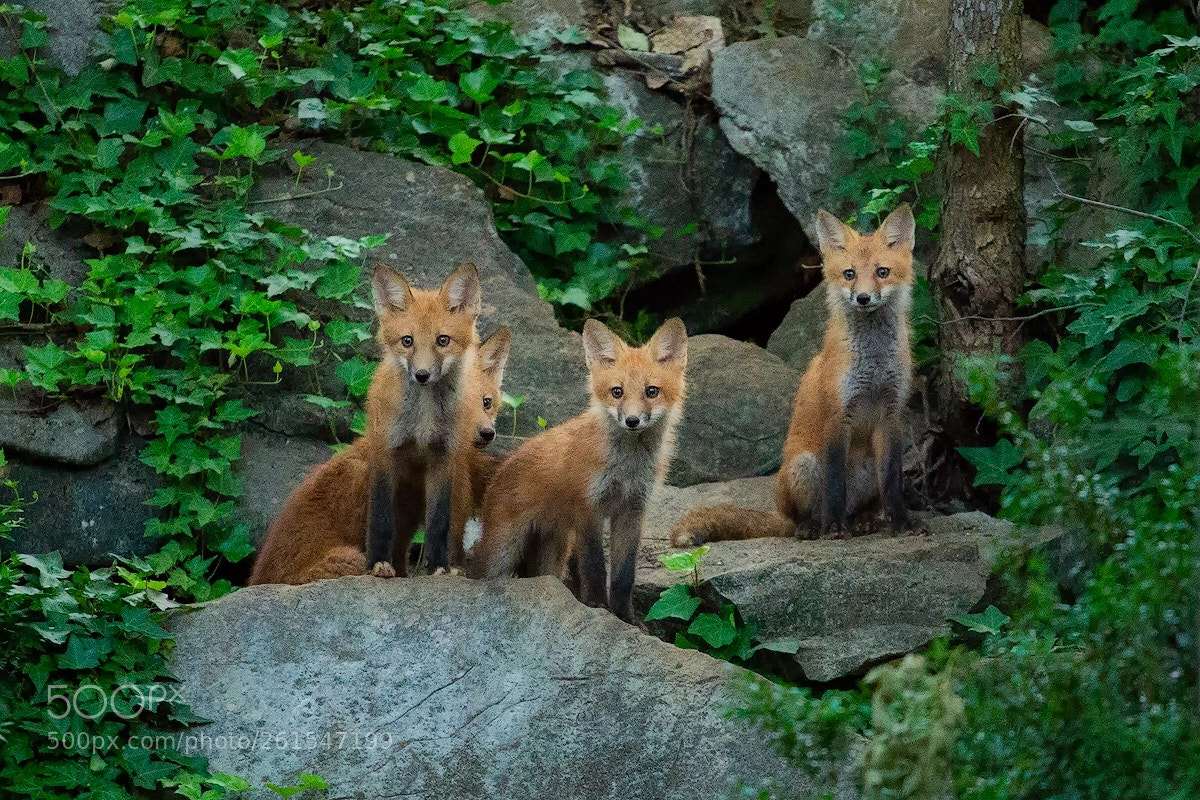 Canon EOS 6D sample photo. Four red fox kits photography